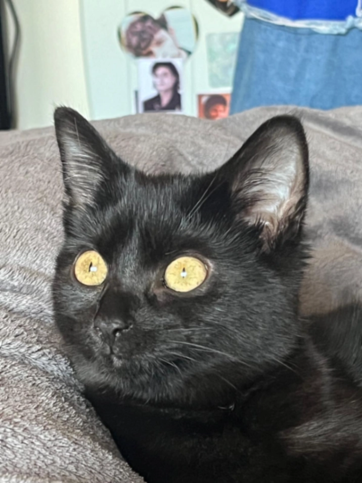 Bella - Station Road, Heathfield