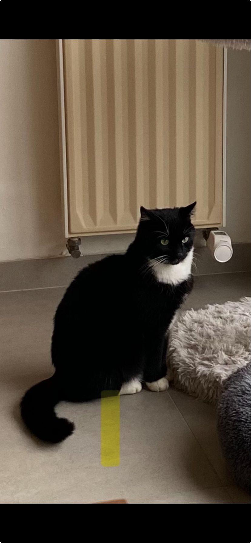 Bert  - Brugseweg, Ieper