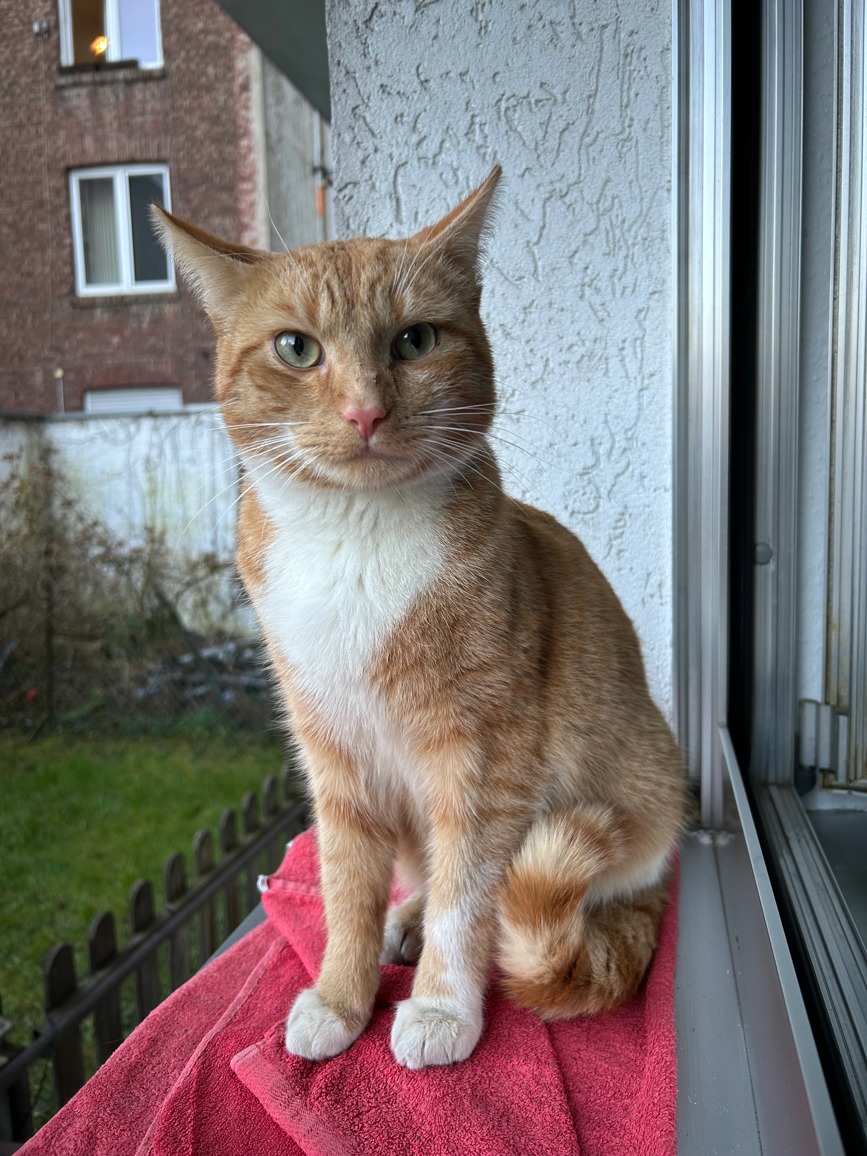 Freddy - Friedrichstraße, Aachen