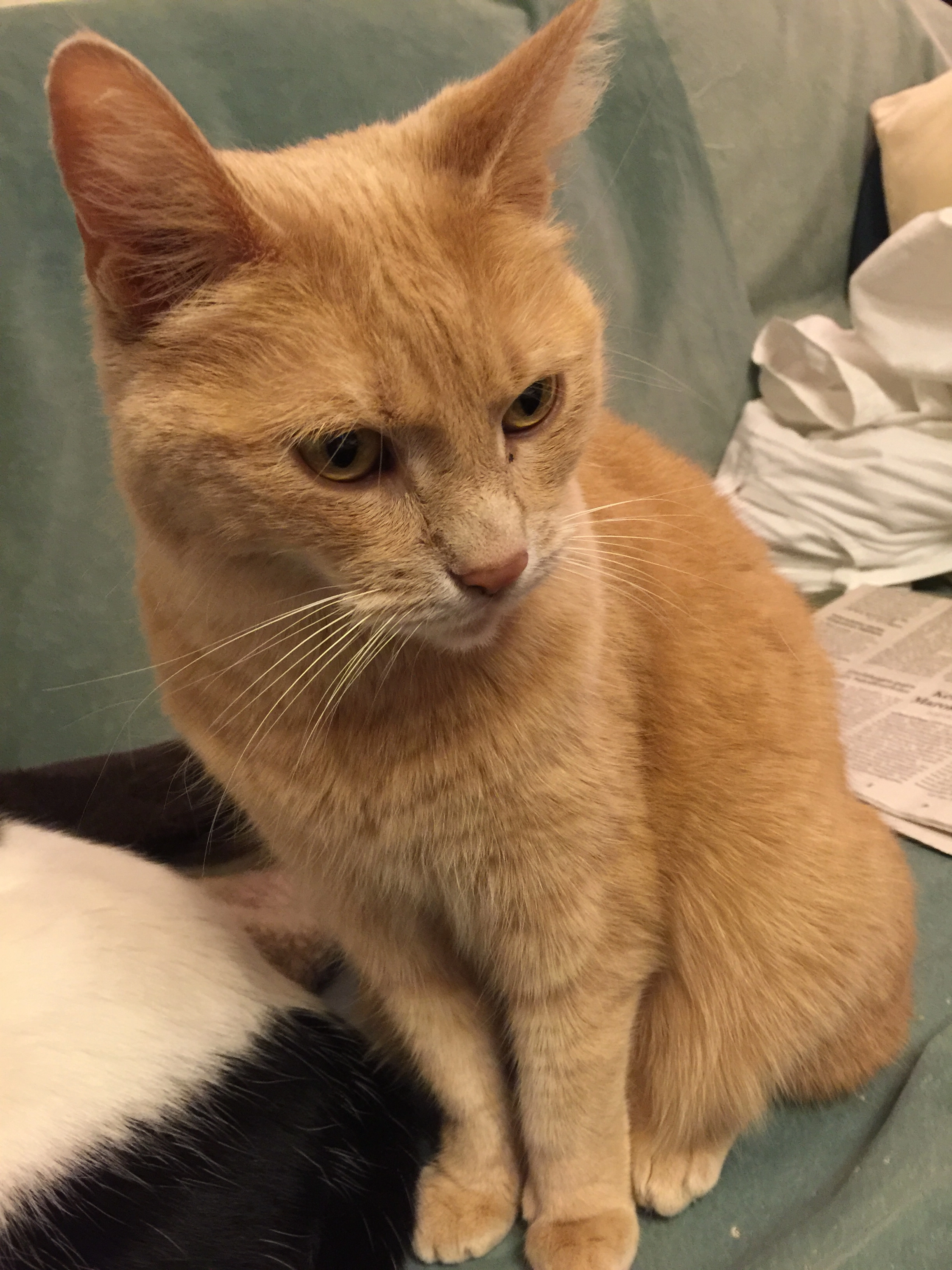 Gizmo - Gartenring, Uedem