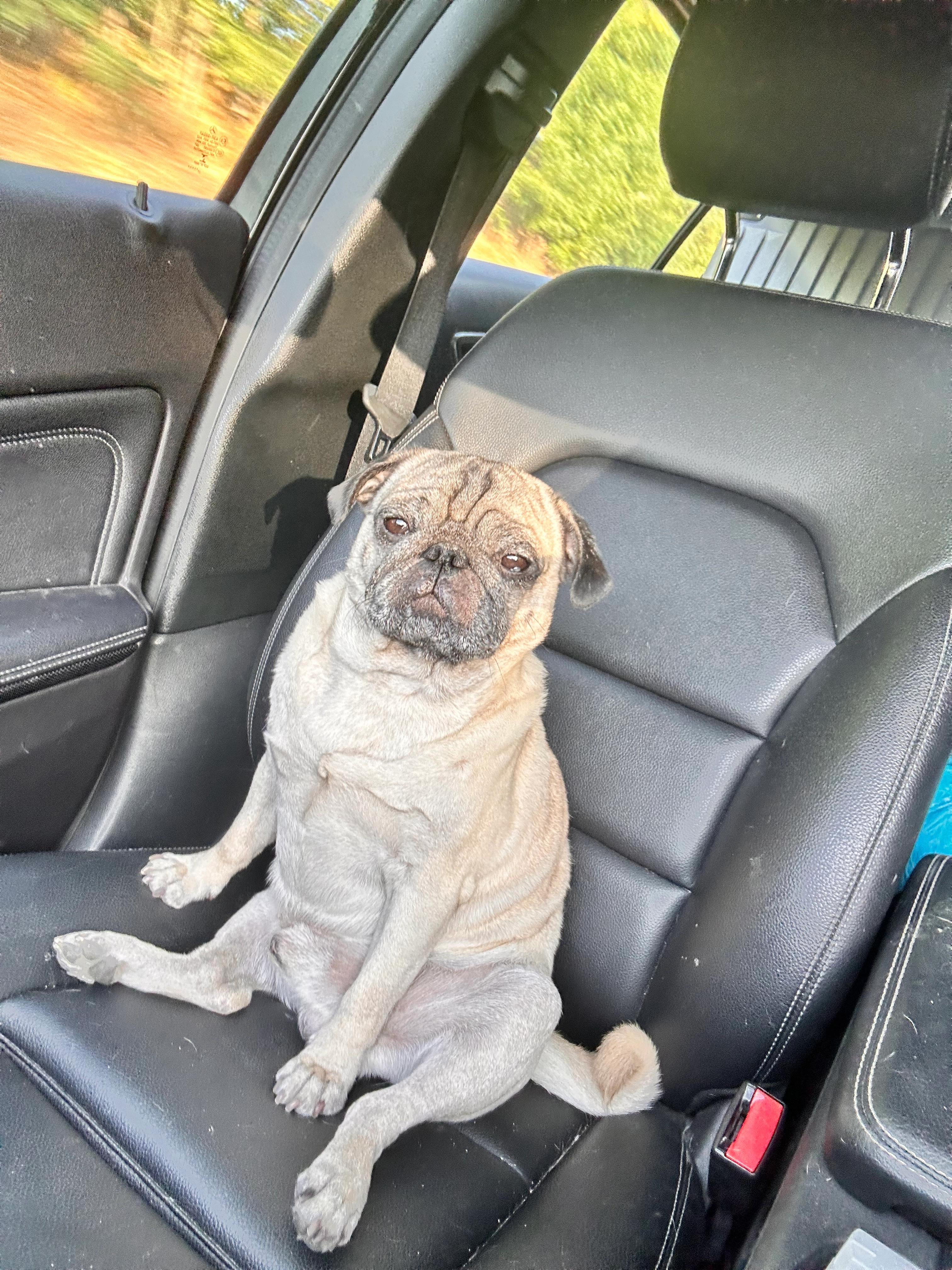 Diego - Chemin De Grandvaux, Écully