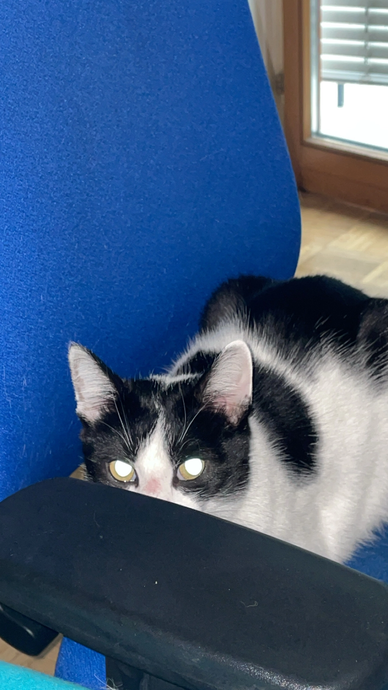 Zorro - Grasbergerstraße, Graz