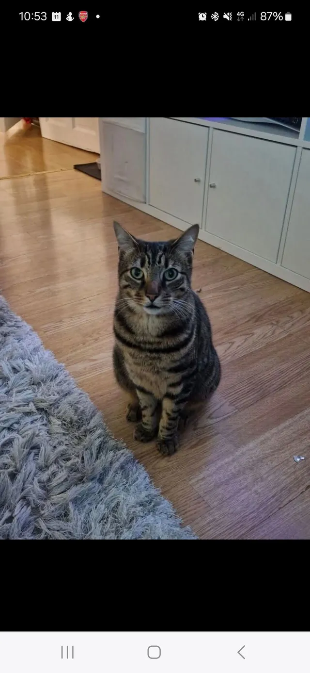 Gunner - Beech Drive, Borehamwood