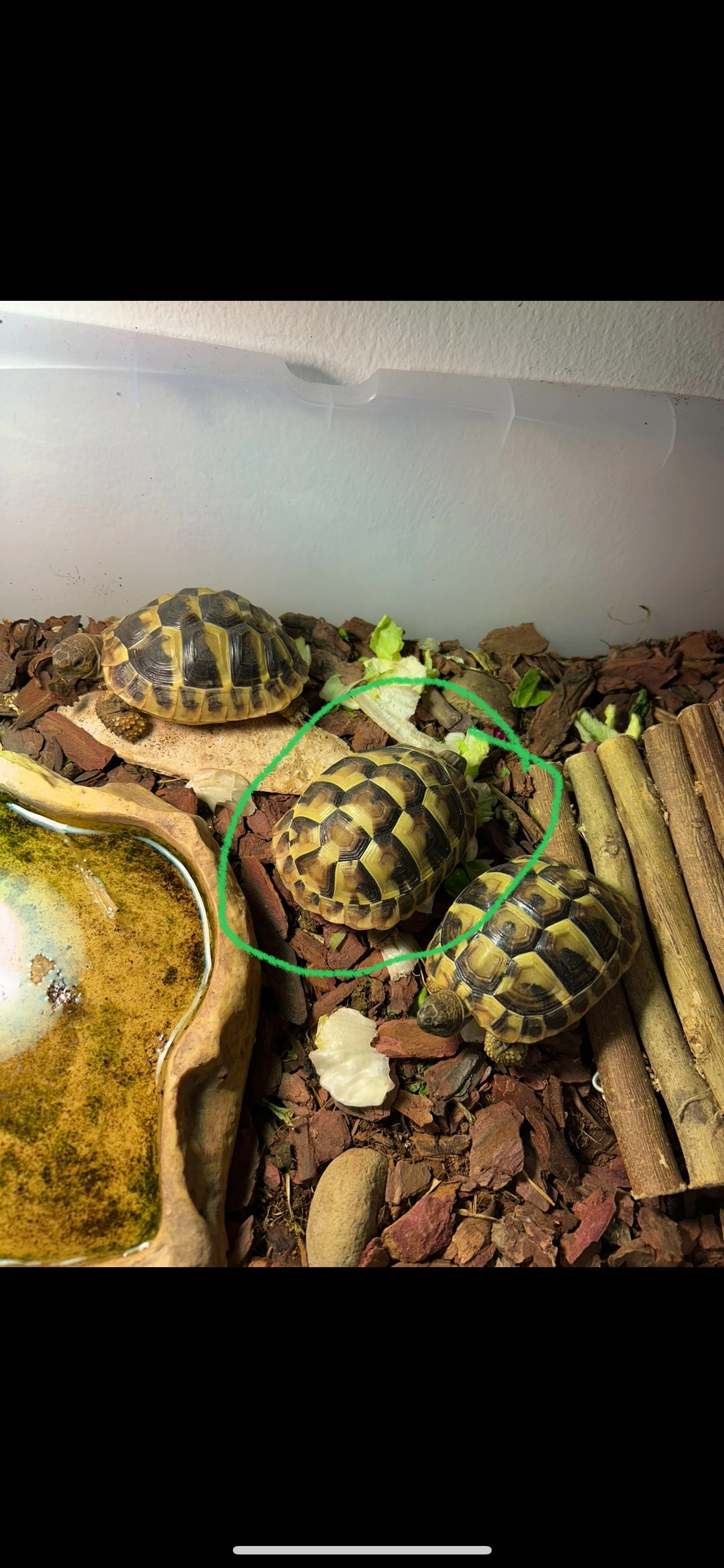 Goldie - Achenrain, Kramsach