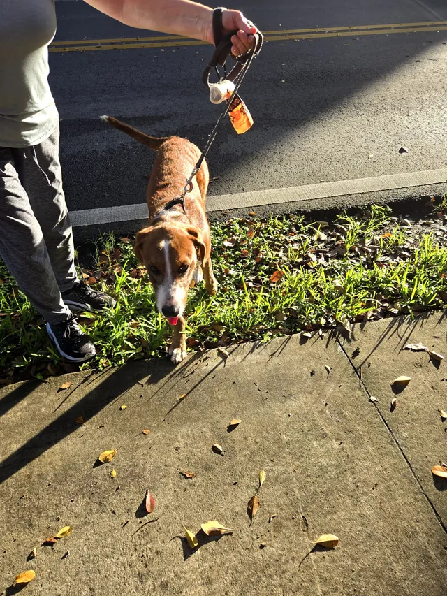 Buddy - Cocoplum Circle, Coconut Creek