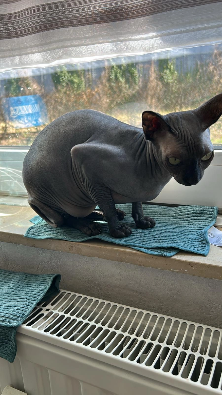 Leysan ( Lessi ) - Am Röhrbach, Gütersloh