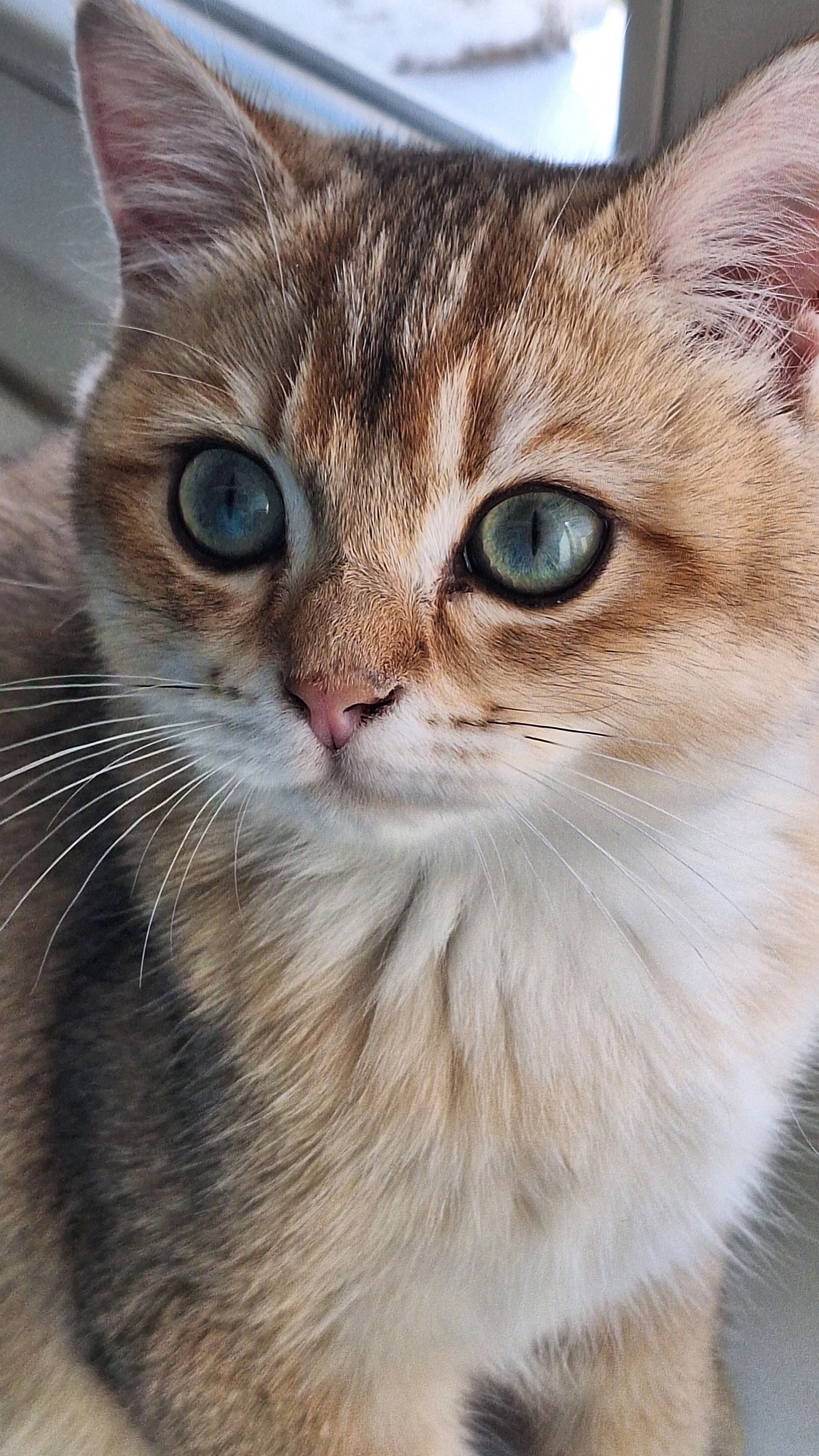 Mejson - Wilczak 4A, Poznań