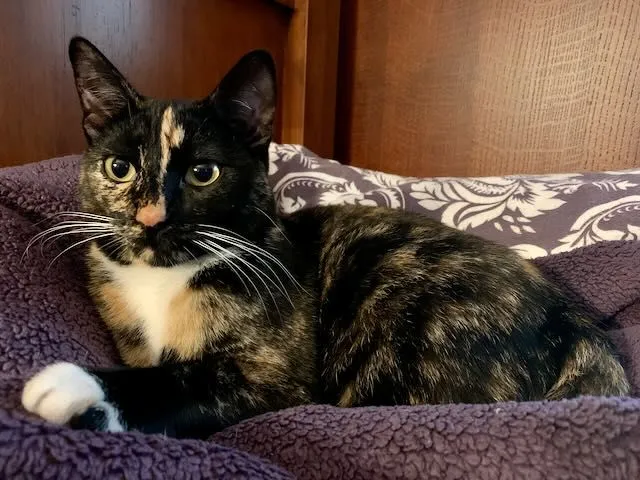 Delilah - Southwest Camden Lane, Beaverton