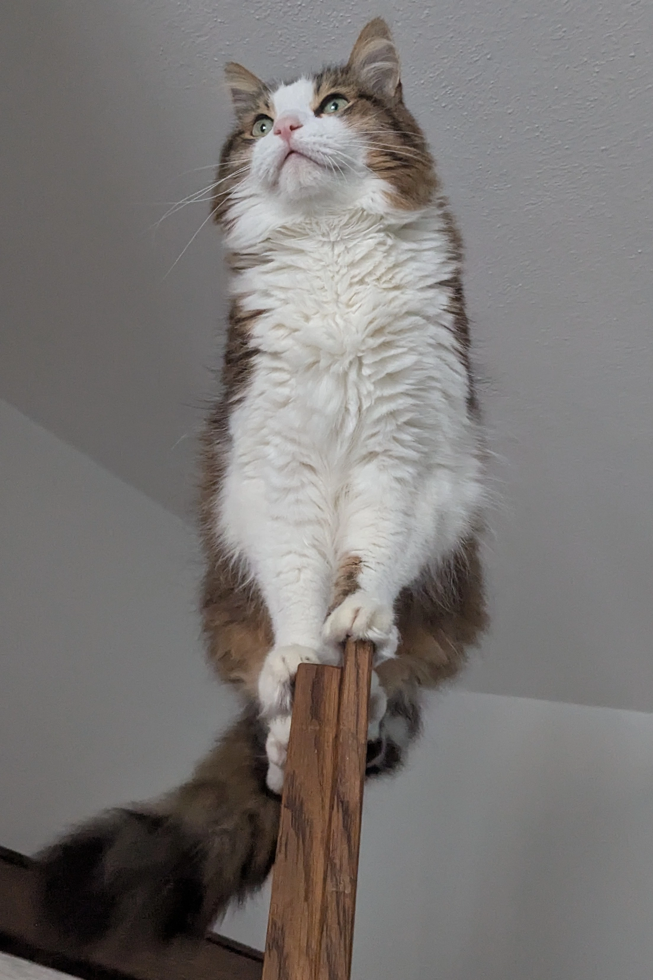 Caruso  - Ratiborer Straße, Meitingen