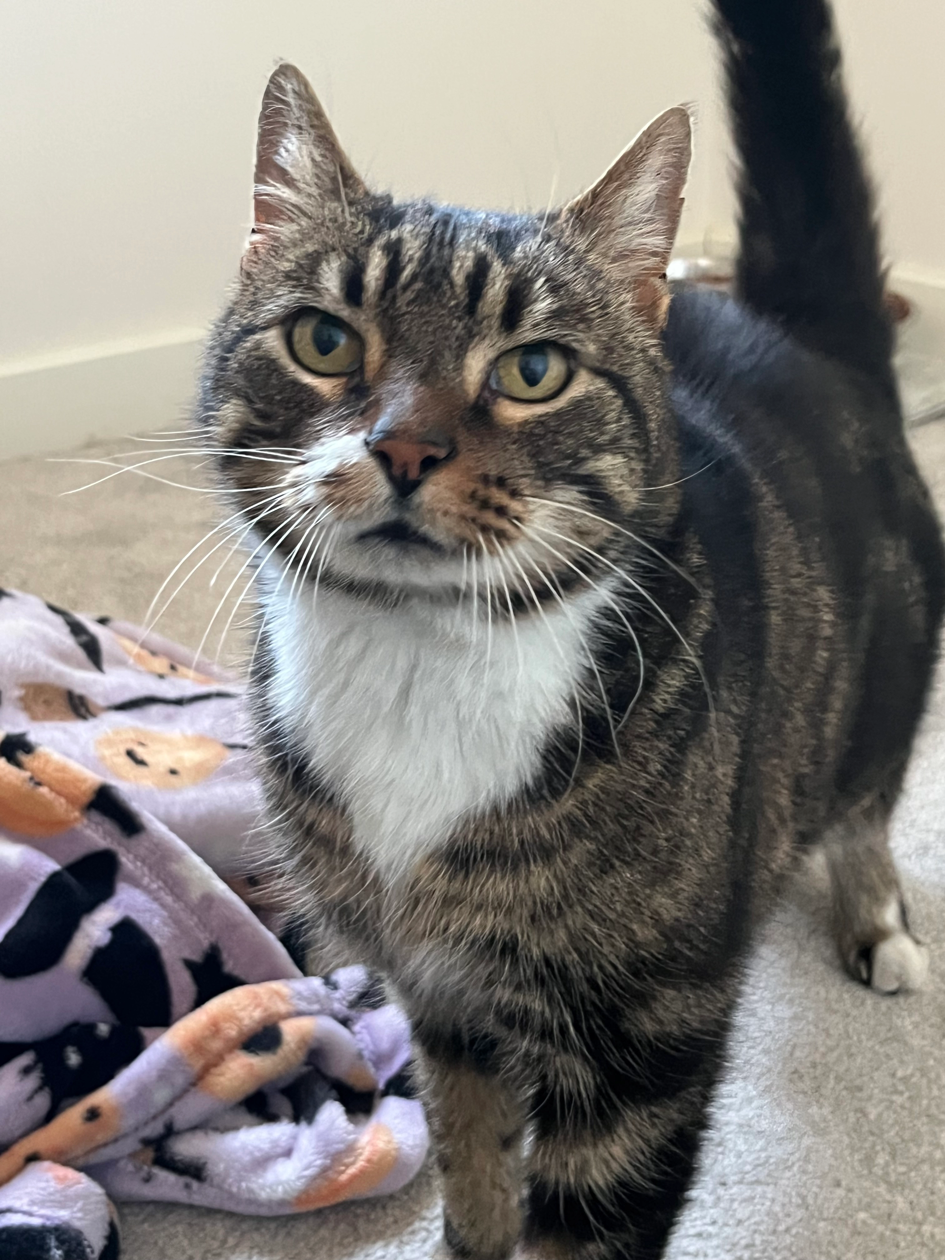 Stan - Haltemprice Street, Hull