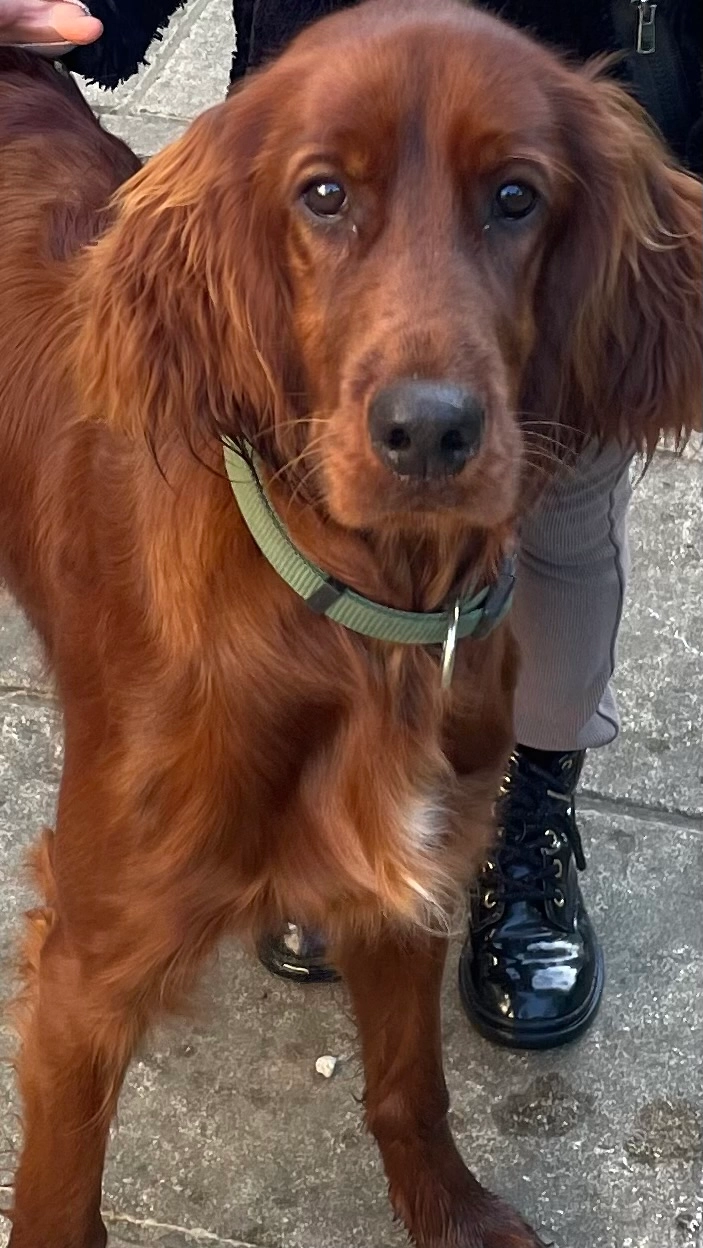  Violette - Avenue Des Cavaliers, Anglet