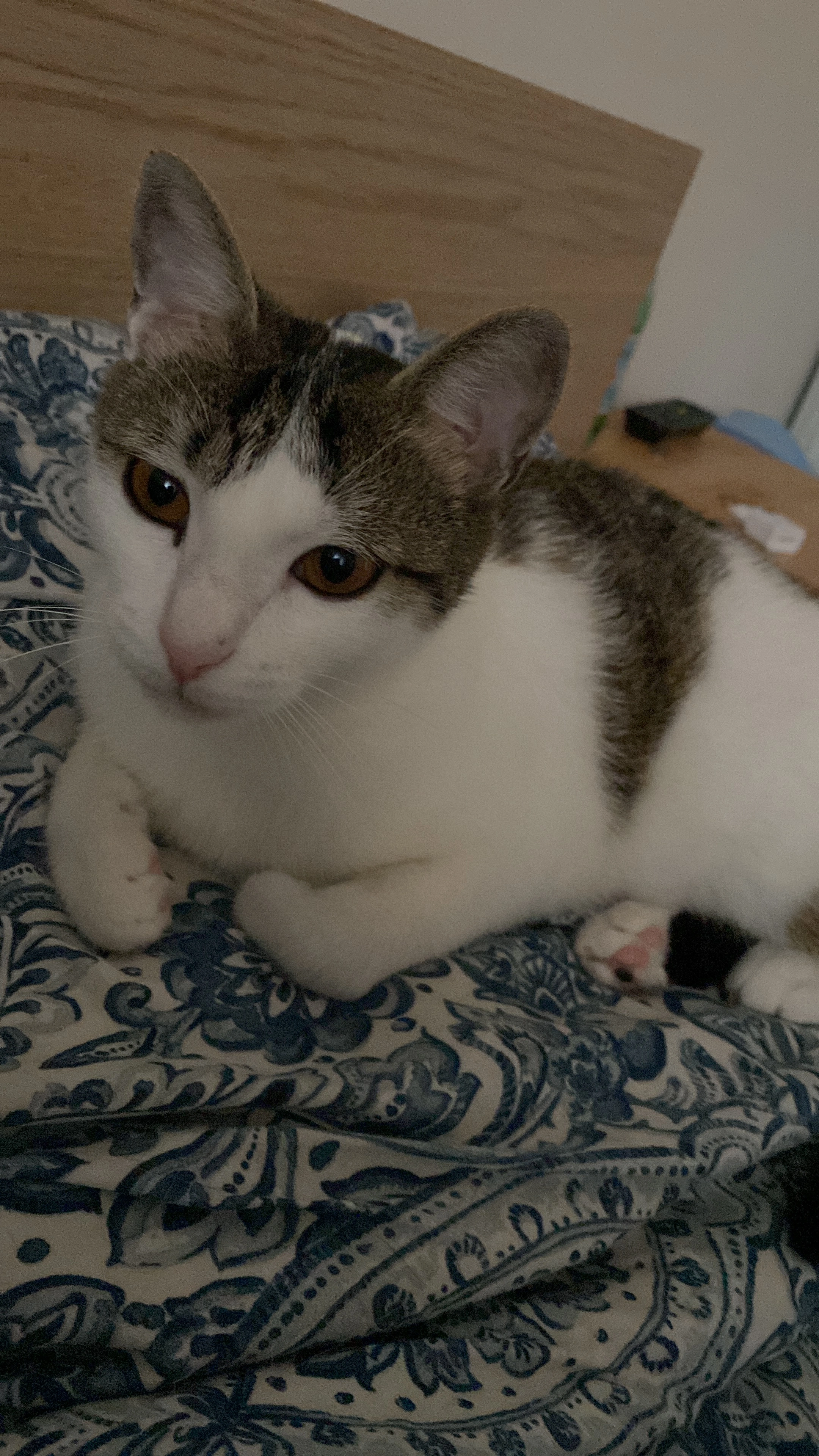 Rio - 17 Route de Montereau, Châtenay-sur-Seine