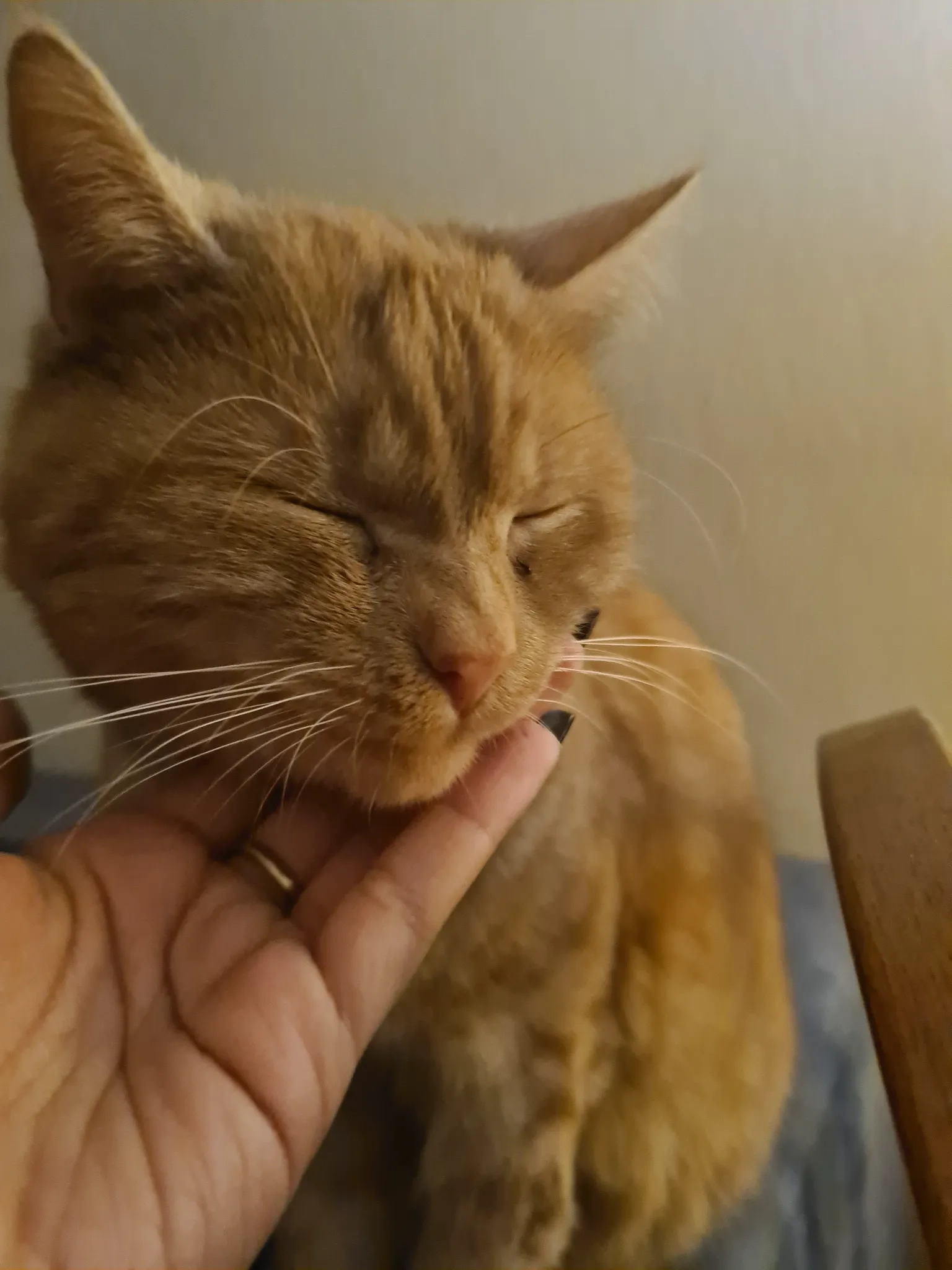 Lino, he's an indoor cat - Malešická, Praha