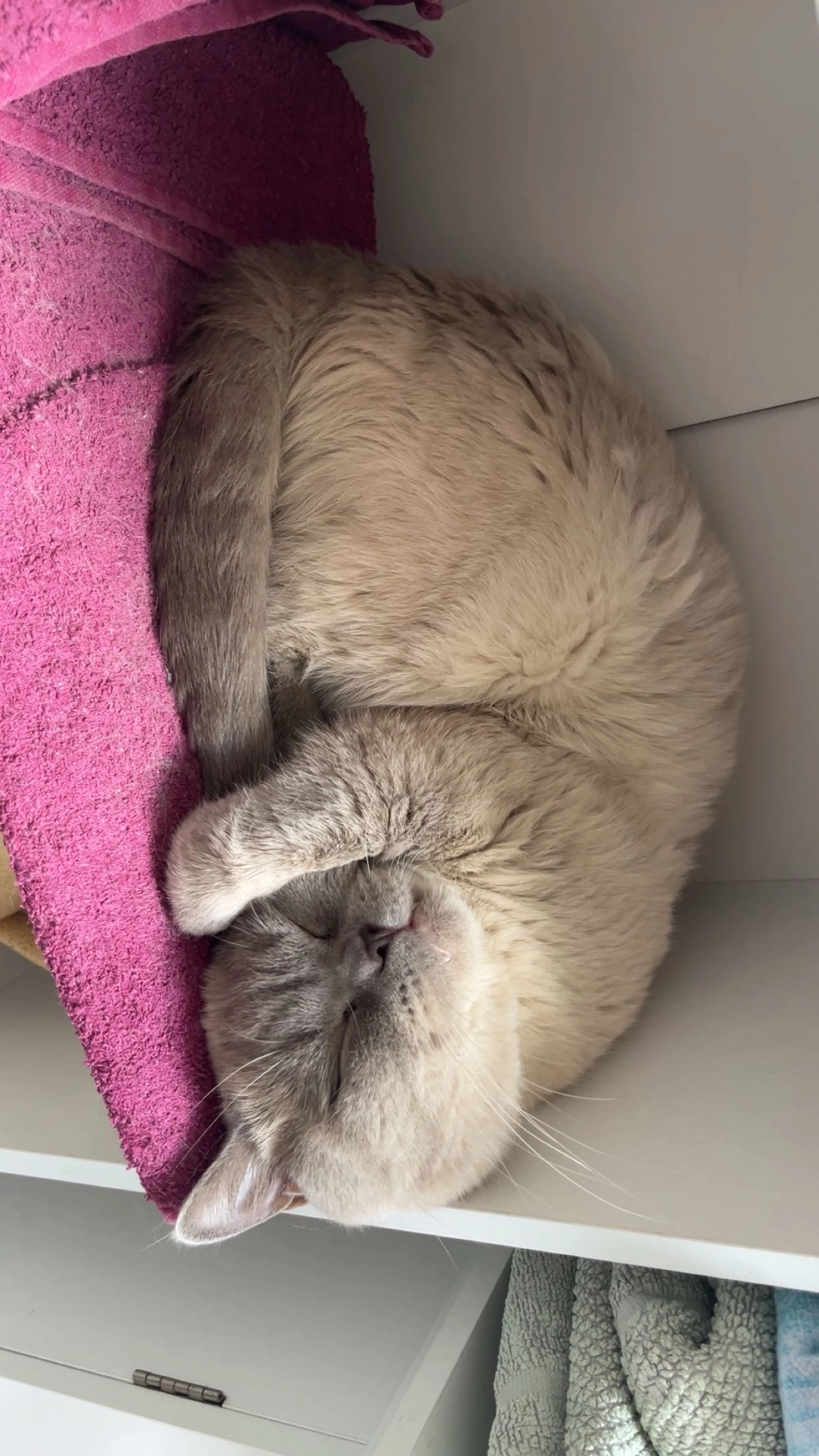 Löwe - Gartenbreite, Thale