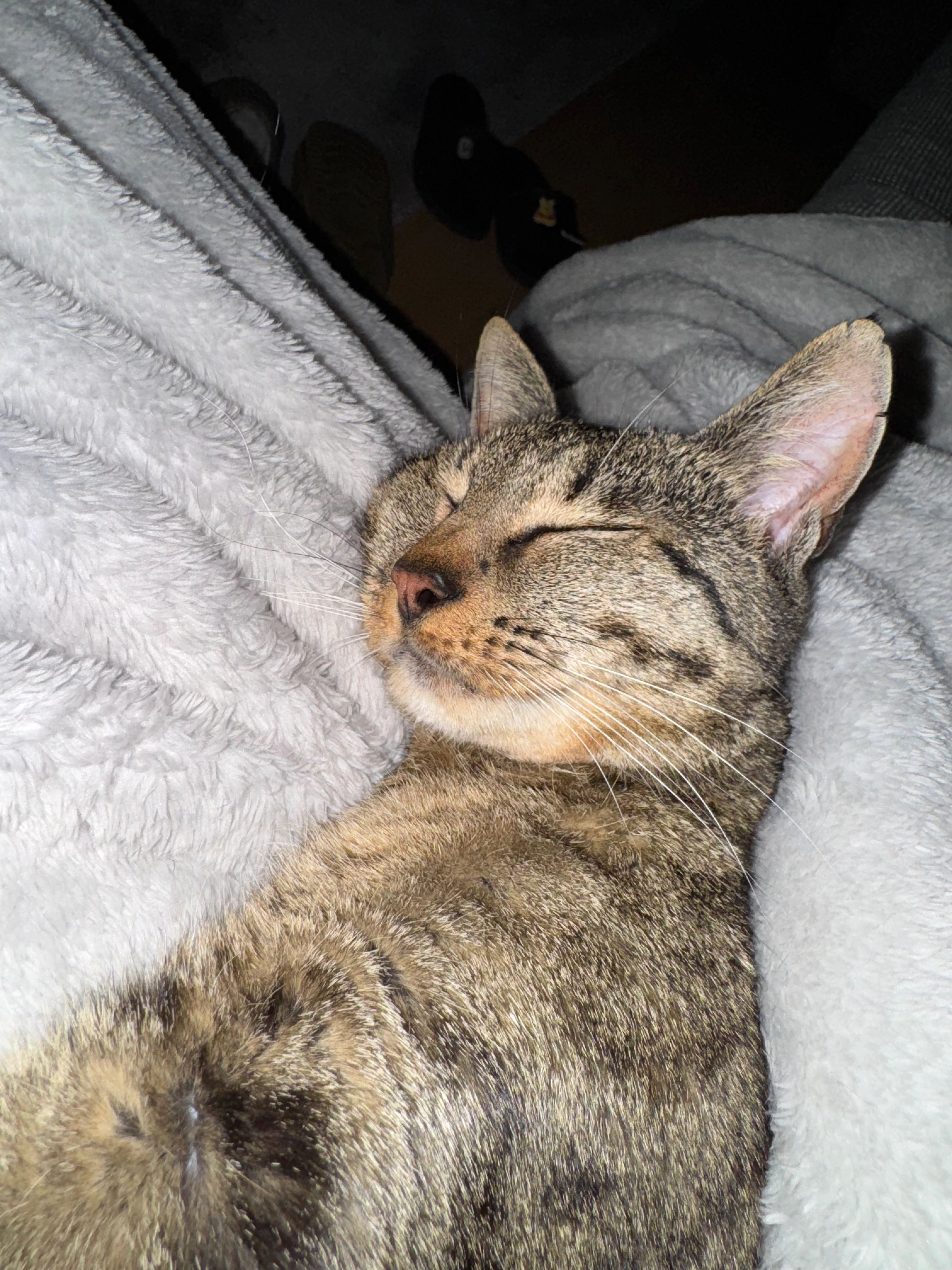 Rosa - Auf Hahndorn, Tholey