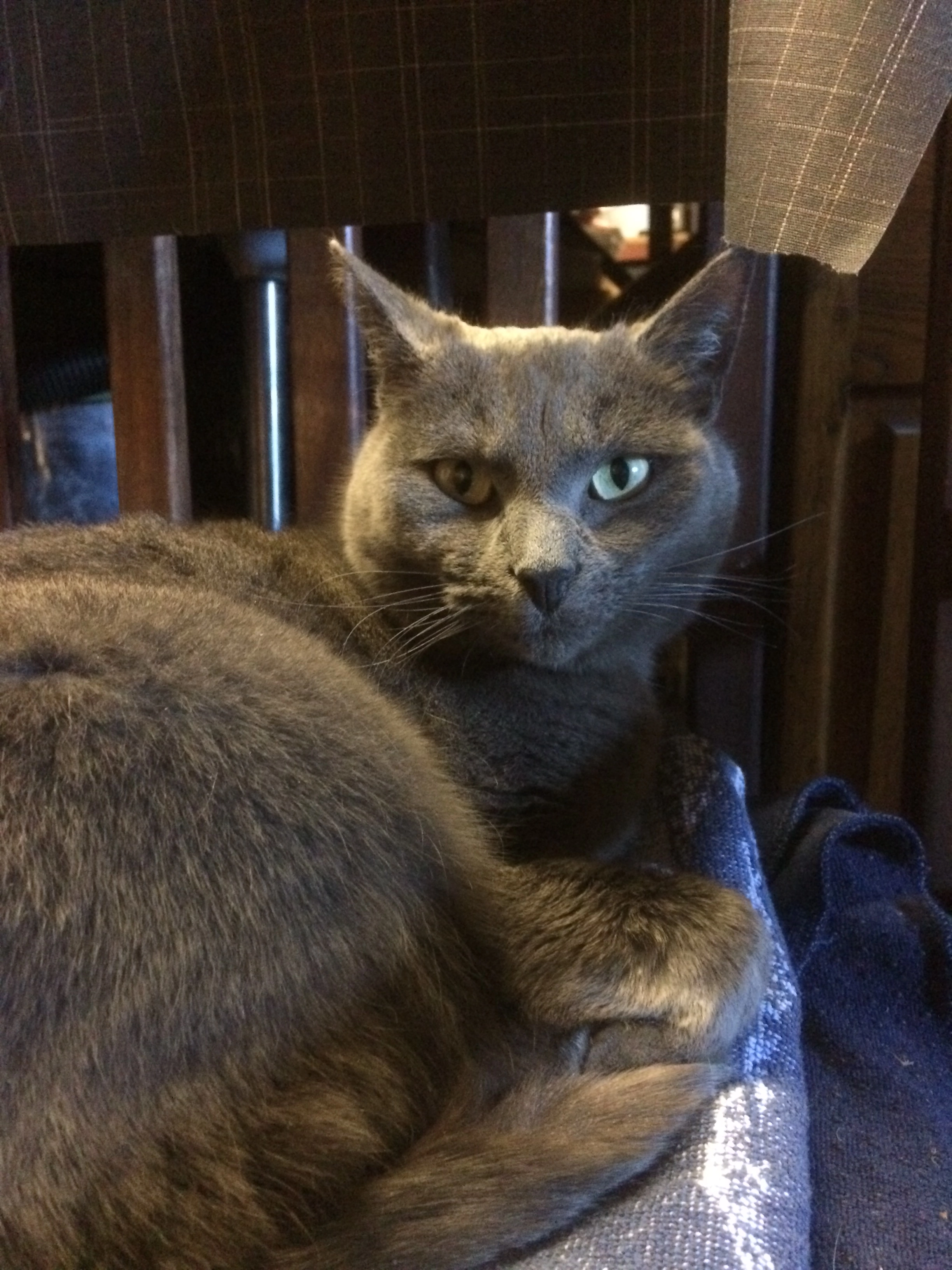 Shadow - Diesterbaan, Weert