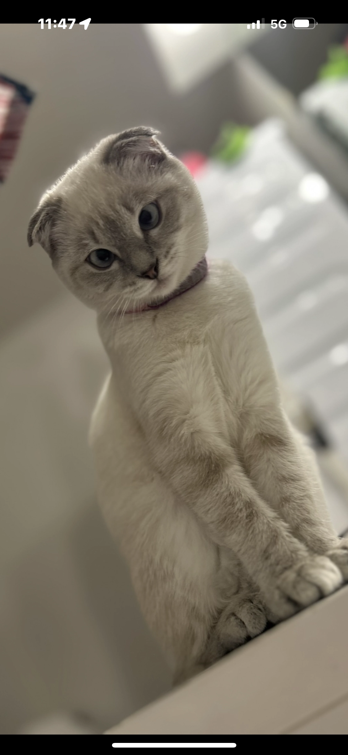 Tixie  - 2 Square Jean Aicard, Meaux