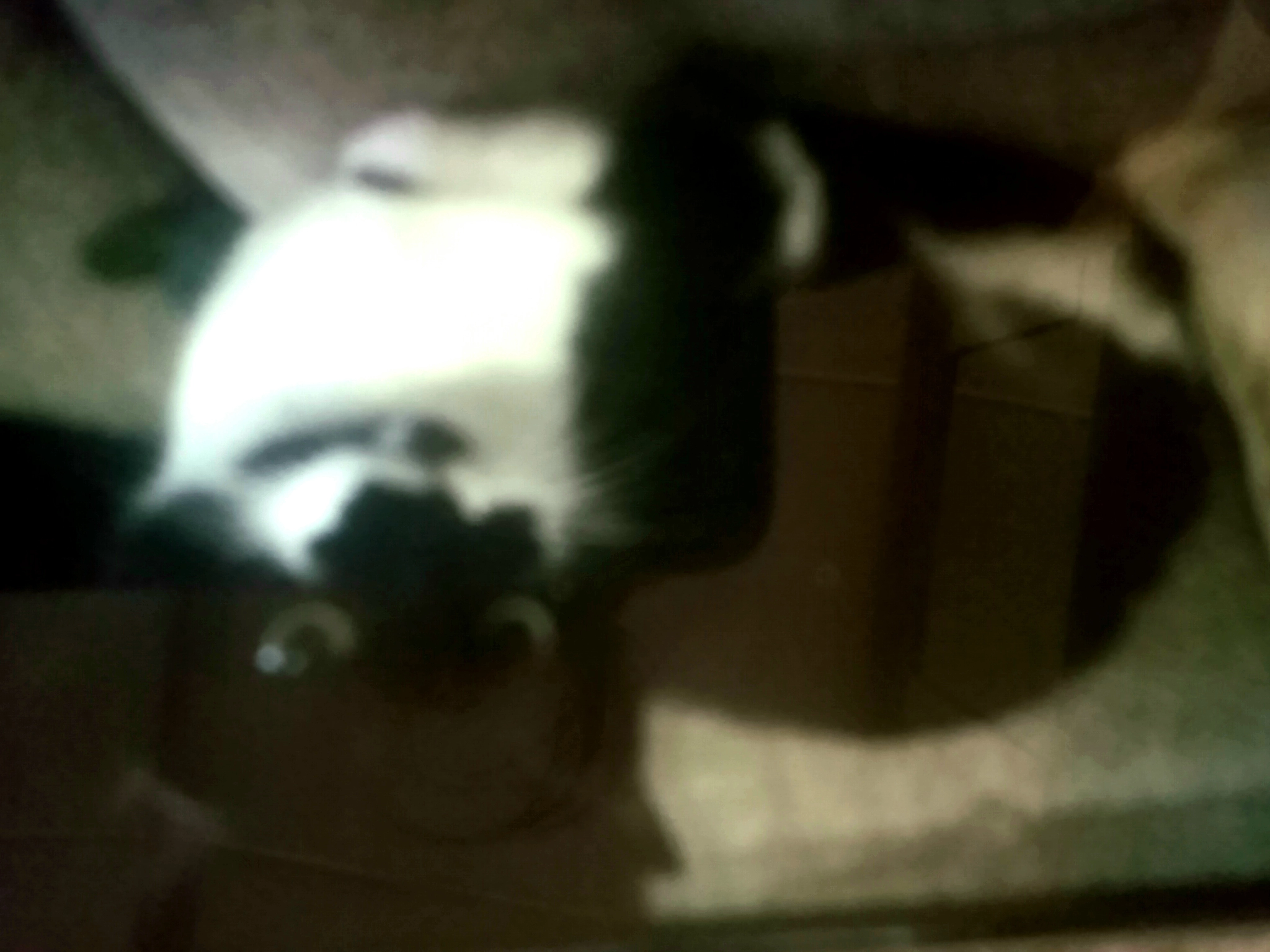 Wispa  - Strawberry Hill, Newent