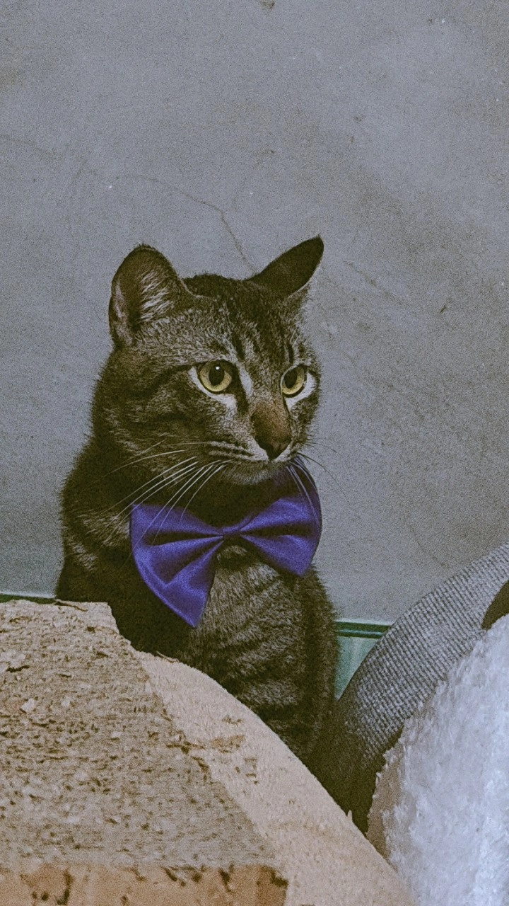 ปีโป้ - 84180, Khiri Rat Nikhom