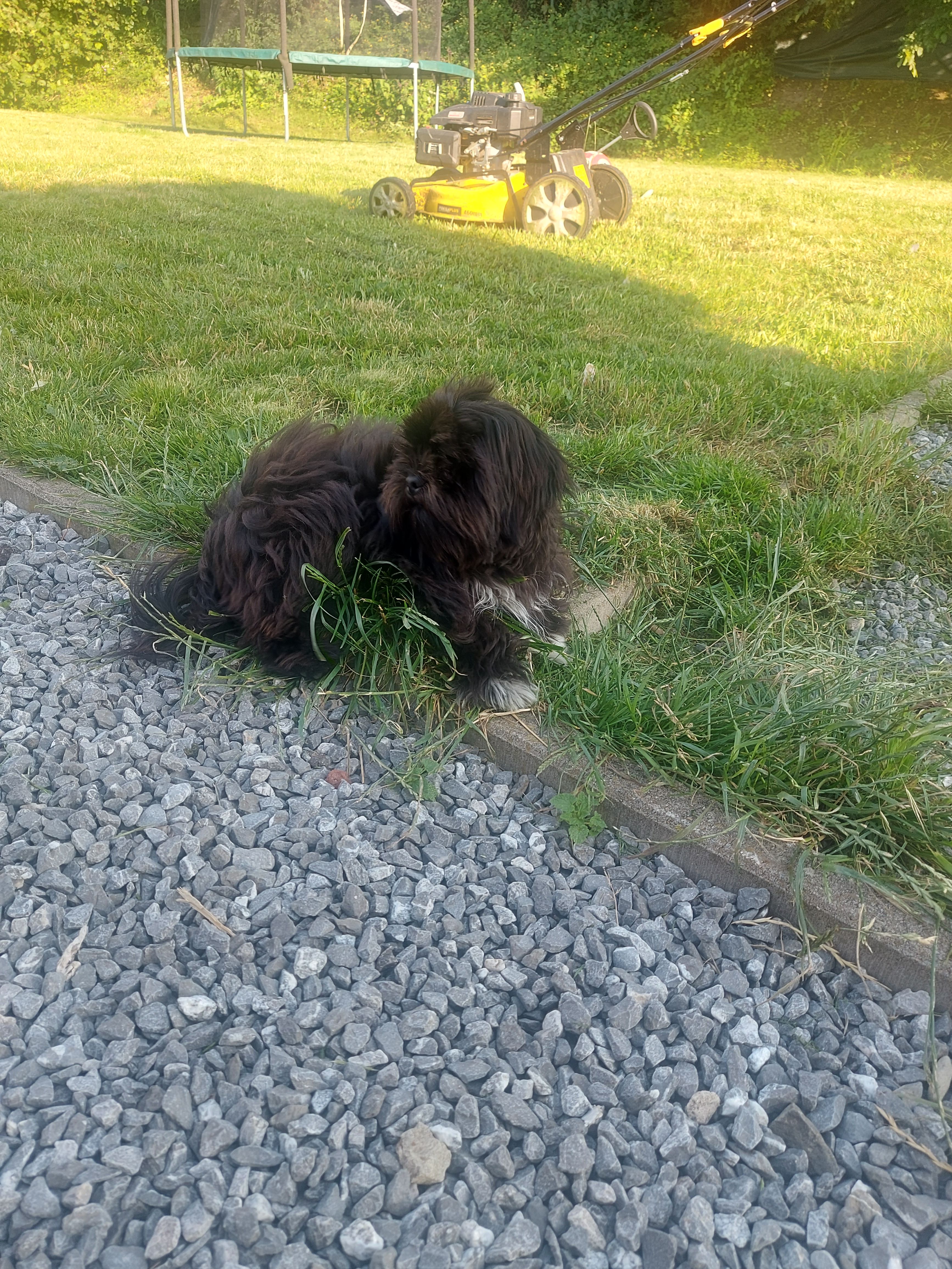 Réo - Rue Rochamps 32, Amay