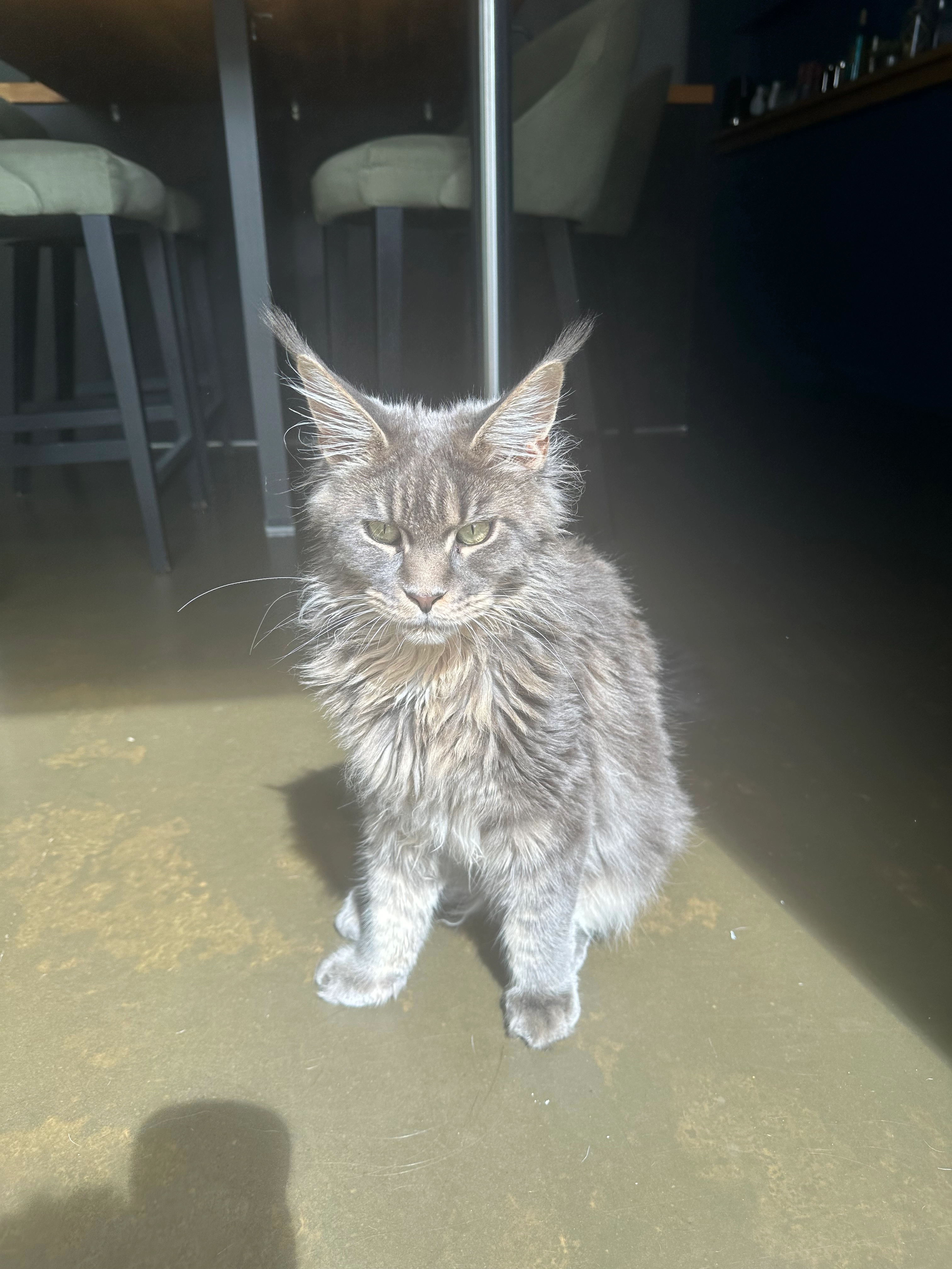 Yogi - 751 Chemin des Gaupières, Vernaison