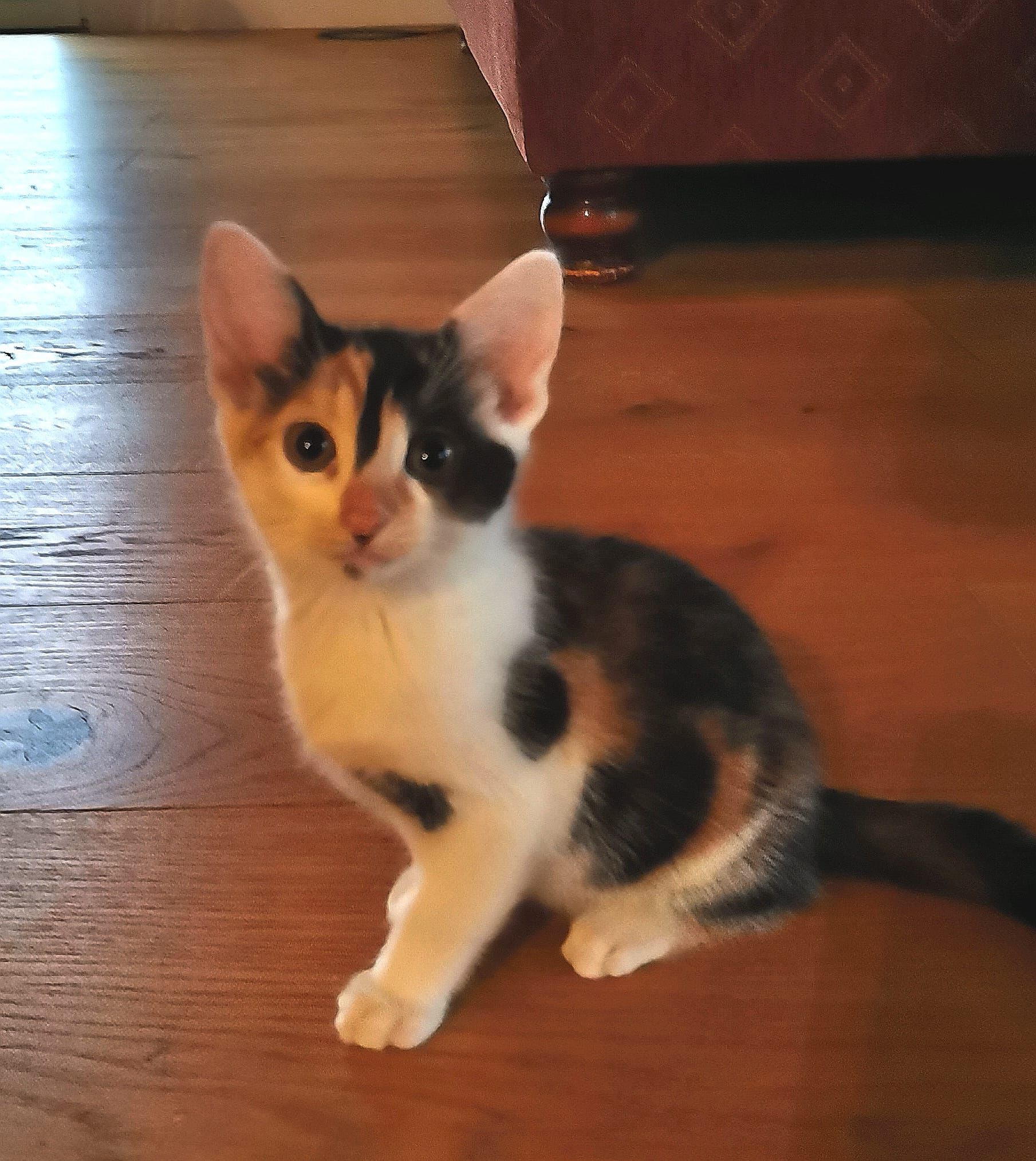 Sissi - Birkengasse, Stegersbach