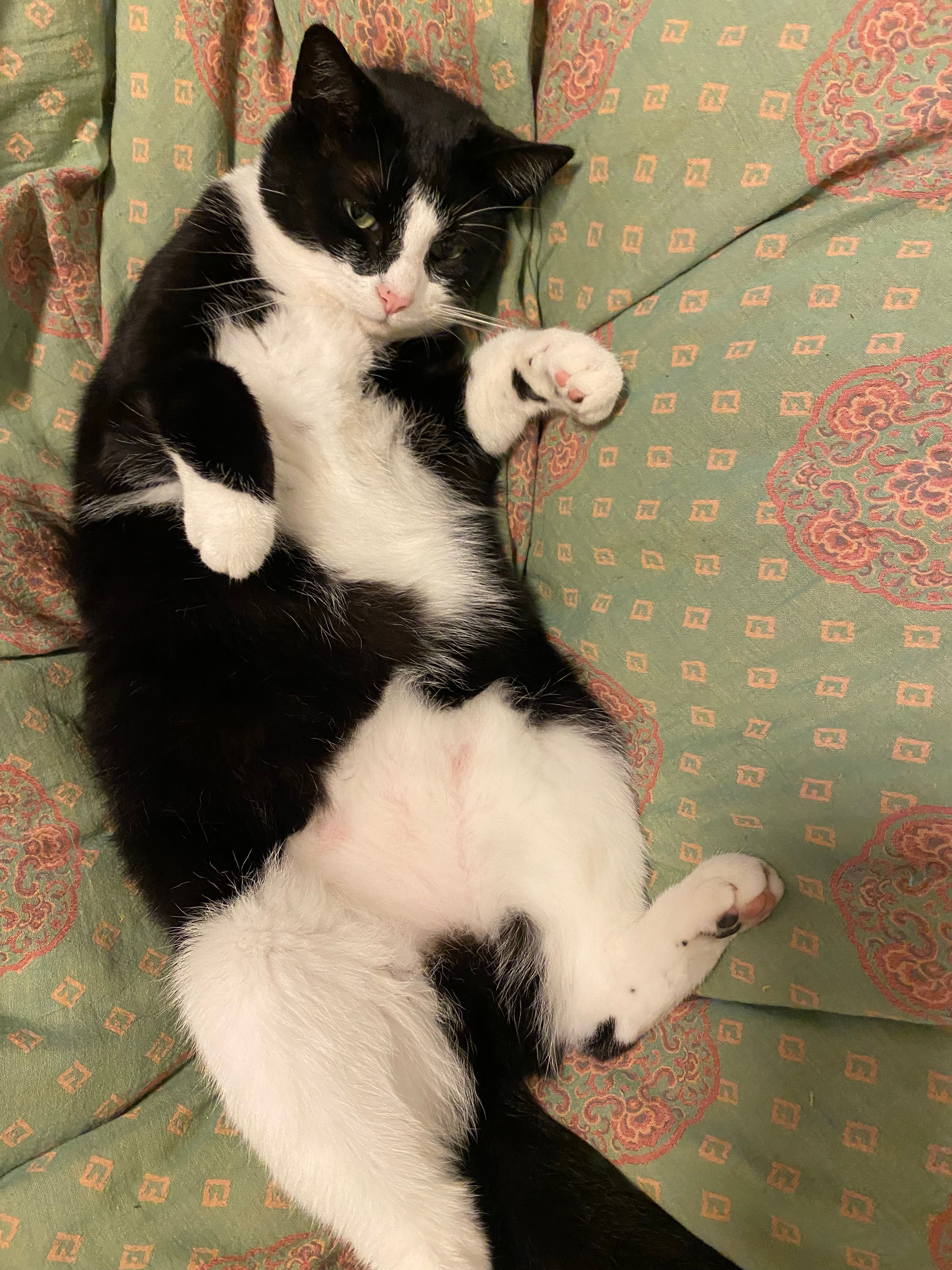 Meowie - Kilcoole Park, Belfast