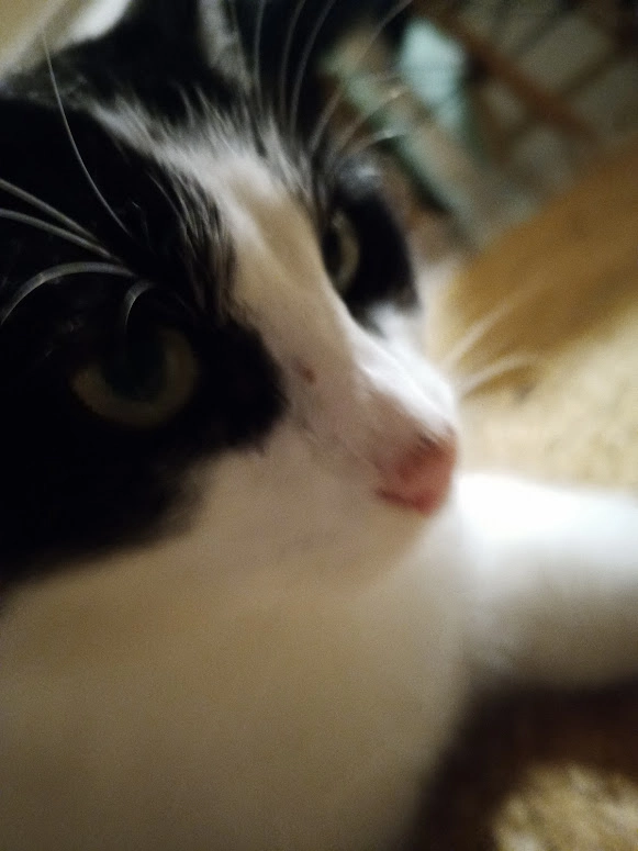 Jackson - Bühler Straße, Saarbrücken