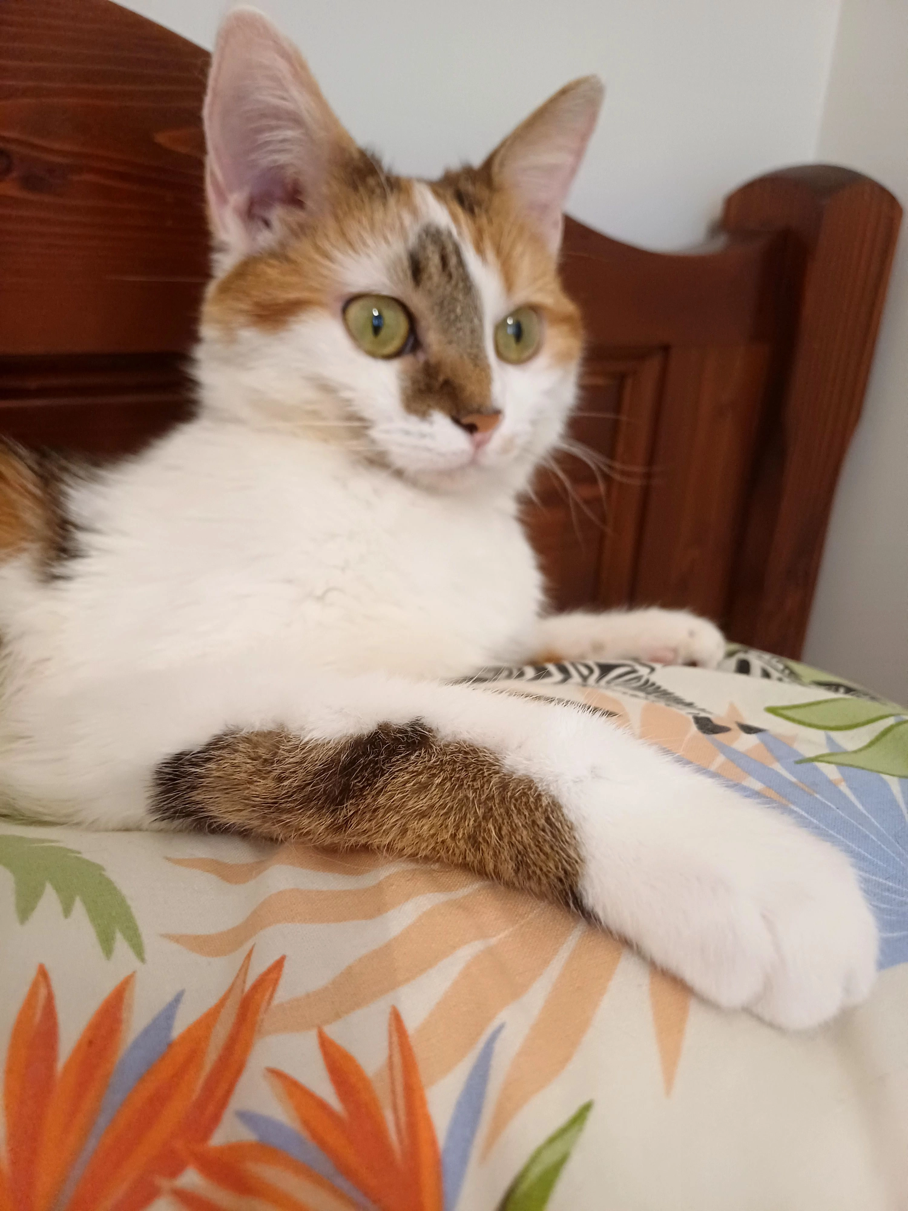 Vaiana - Rue D'hauteville, Rumilly