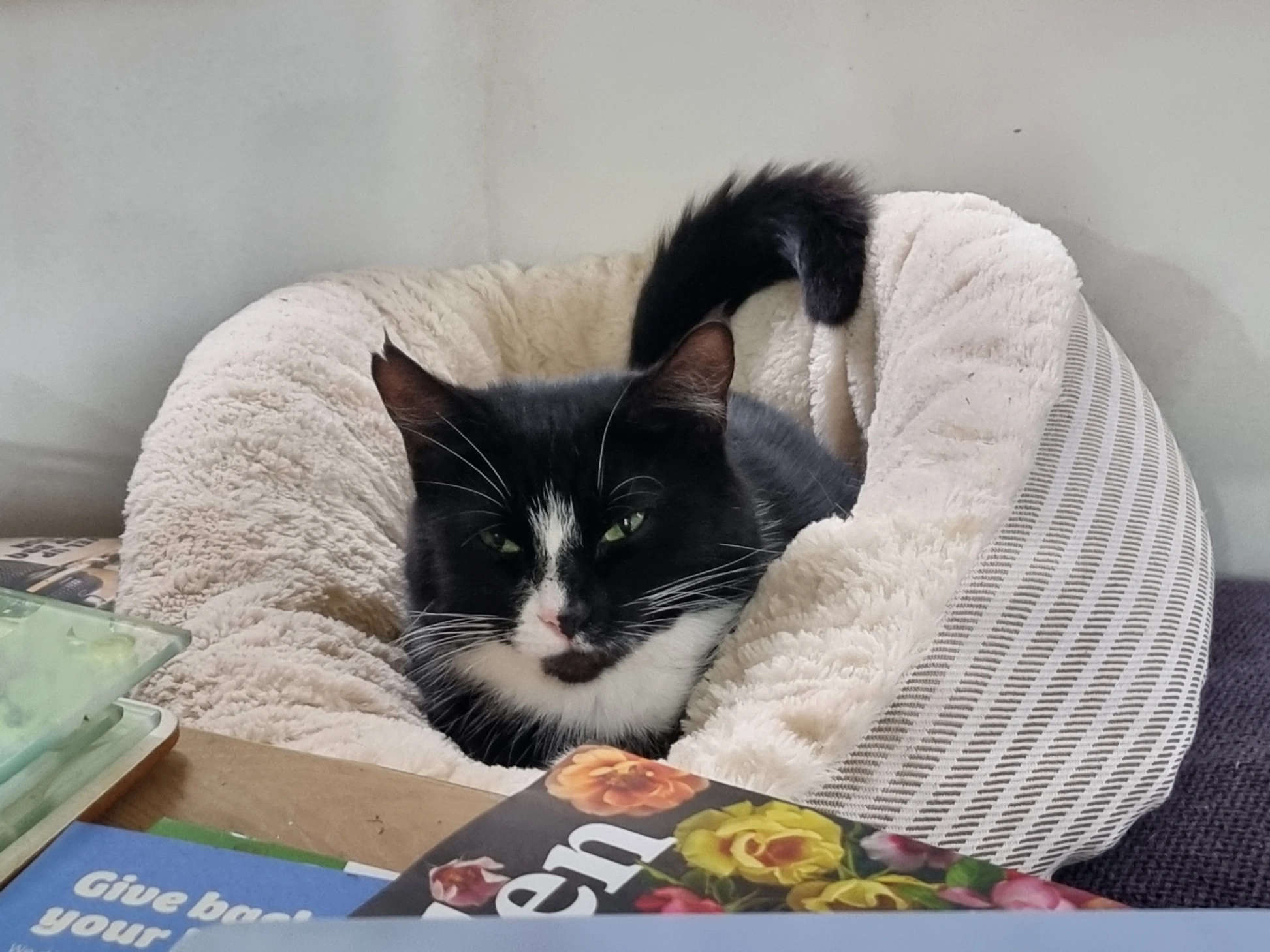 Matilda - Jordan's Cradge Bank Road, Spalding