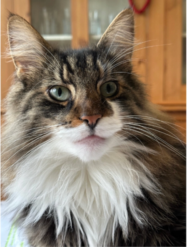 Hestra - Brackenbeds, Marlborough