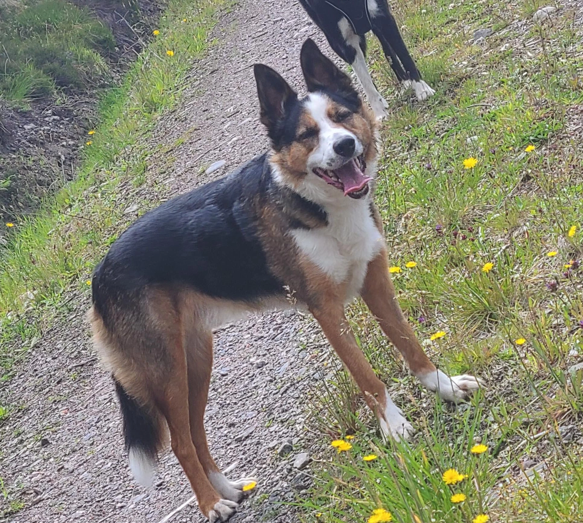 Bolt  - Balgate Drive, Beauly