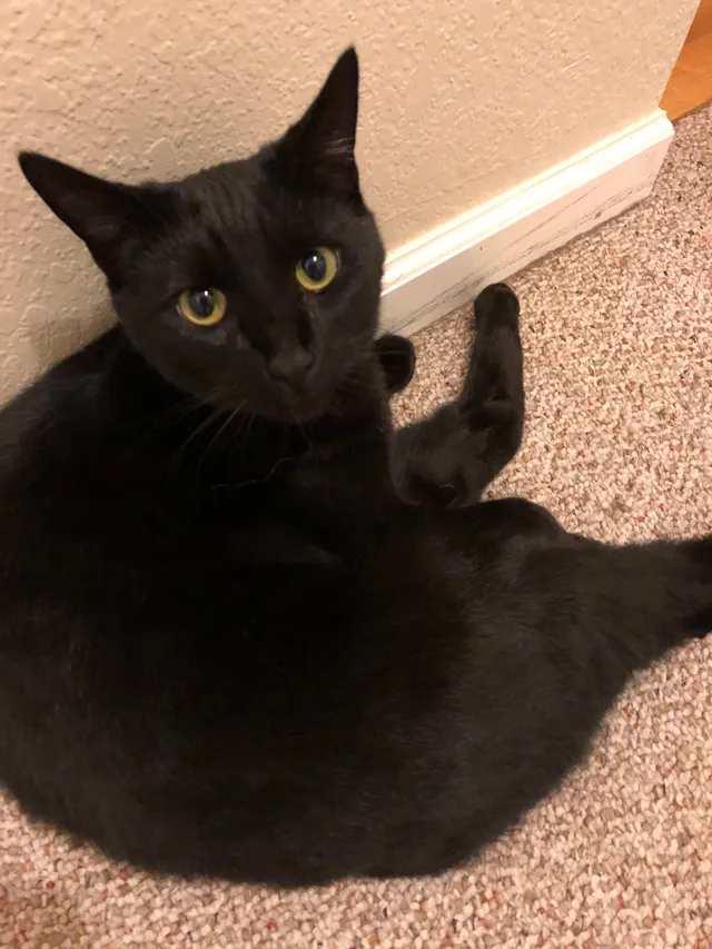 Moose - Ridgeview Dr, Petaluma