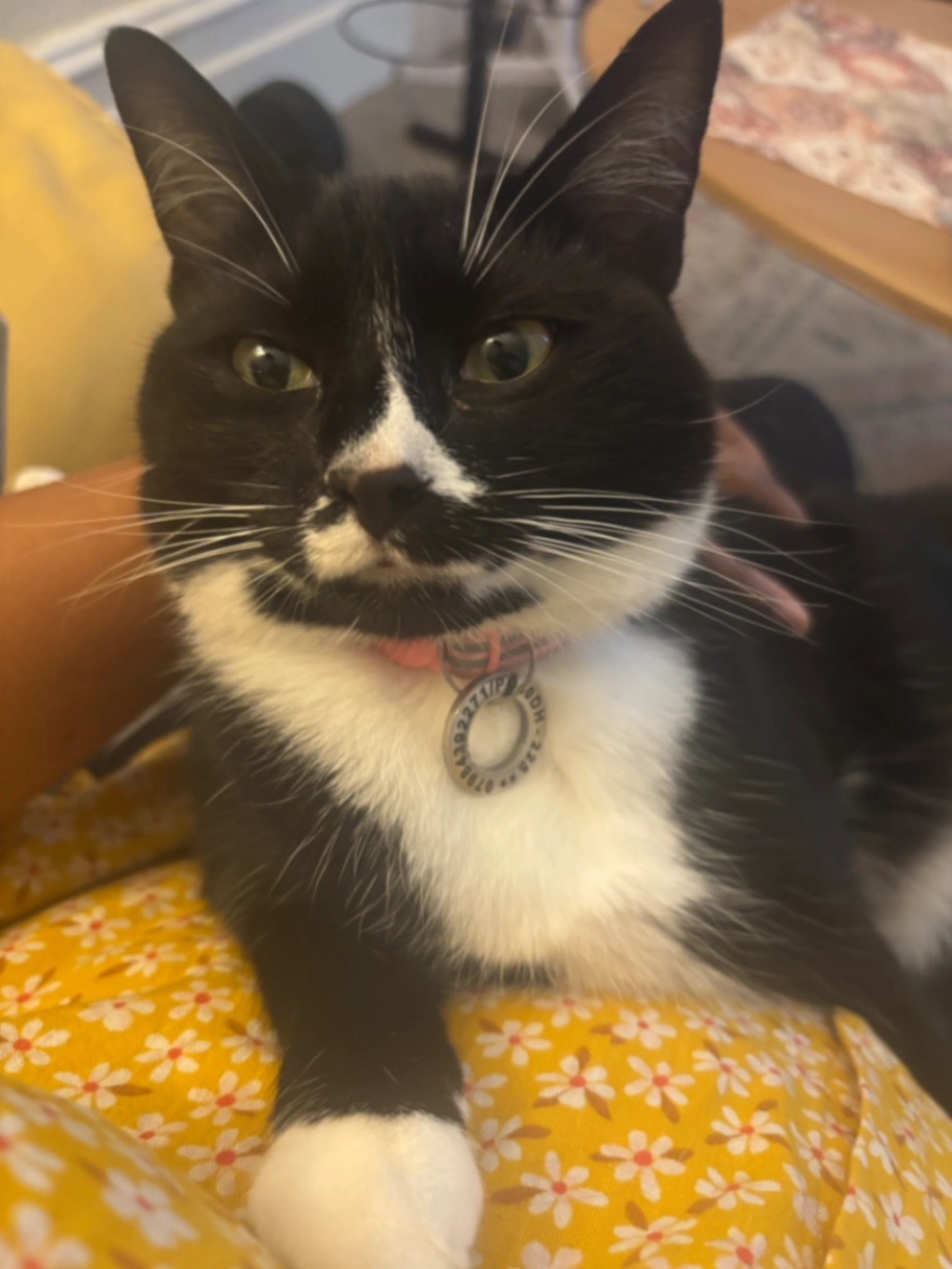 Raffi - Kimberley Road, Southsea