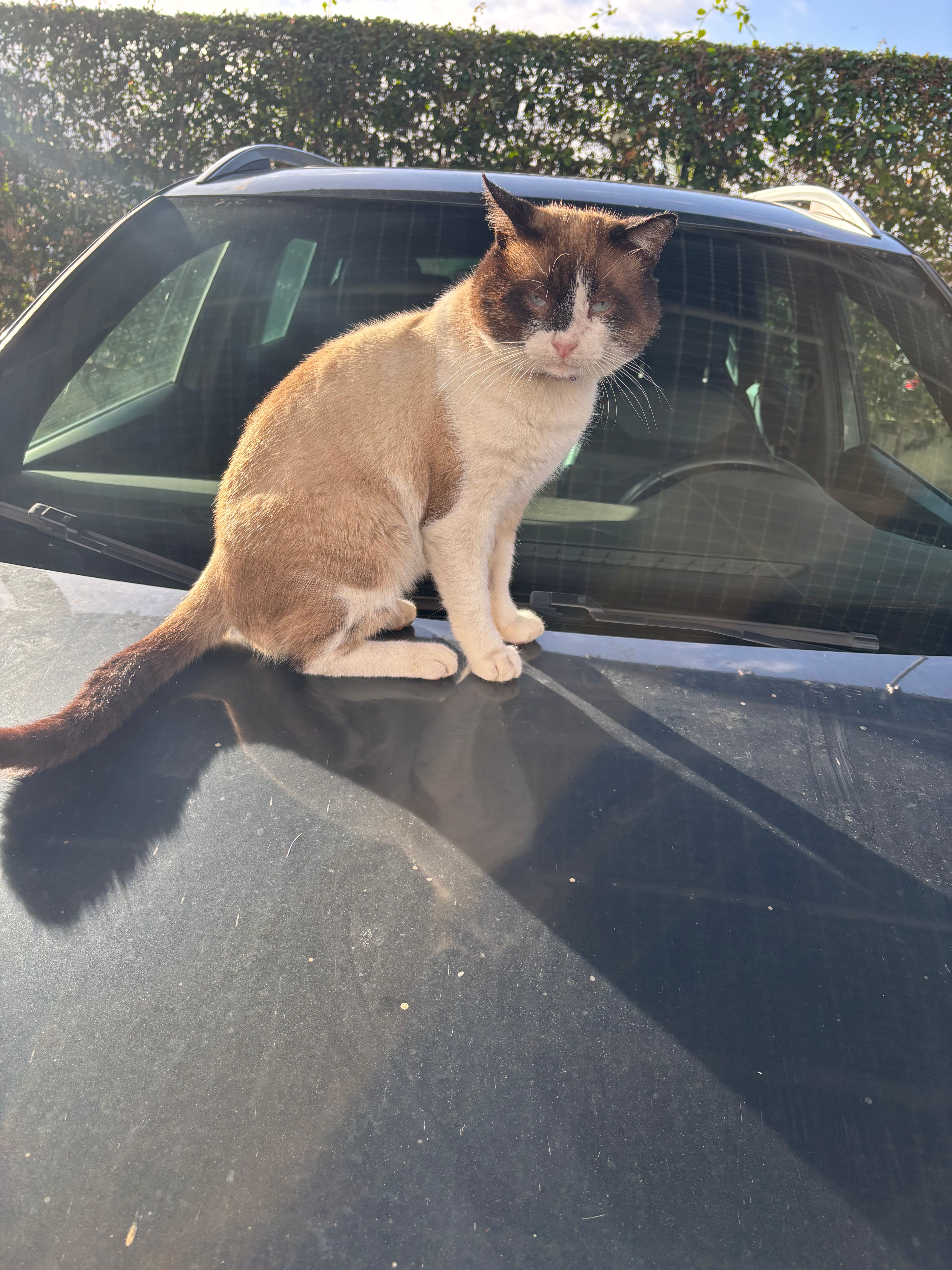 Michou - 27, Bouskoura