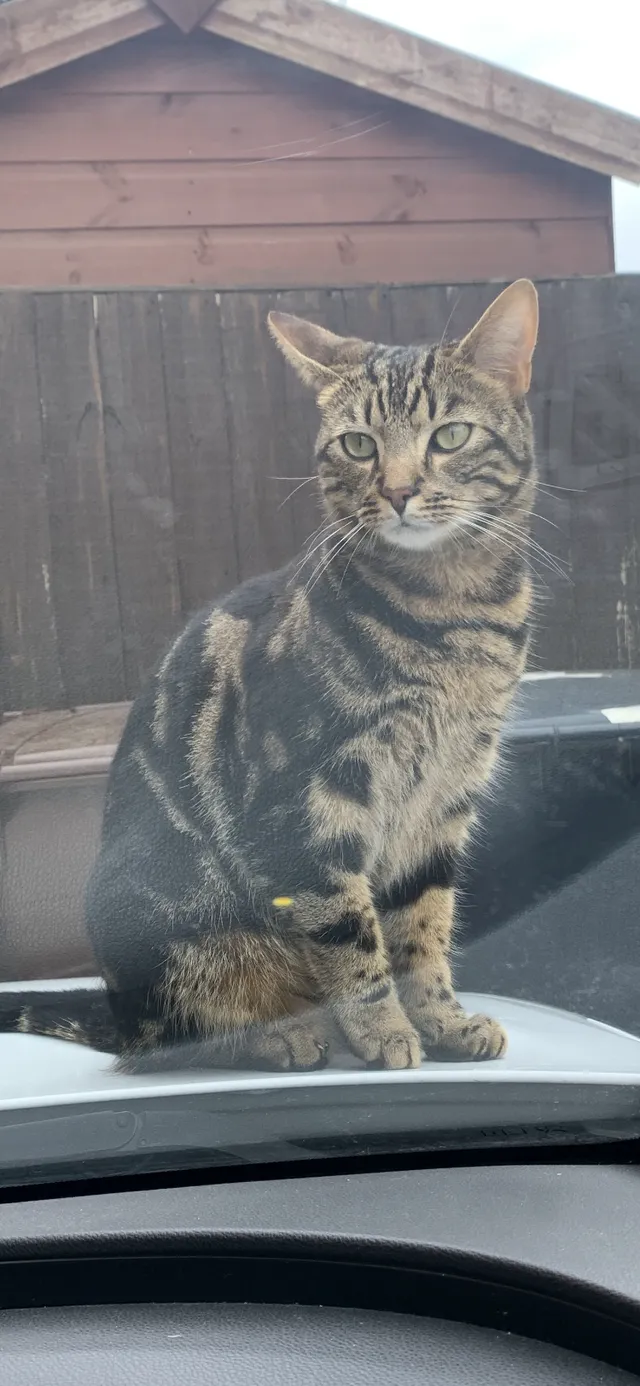 Yogi - Darent Road, Saint Helens