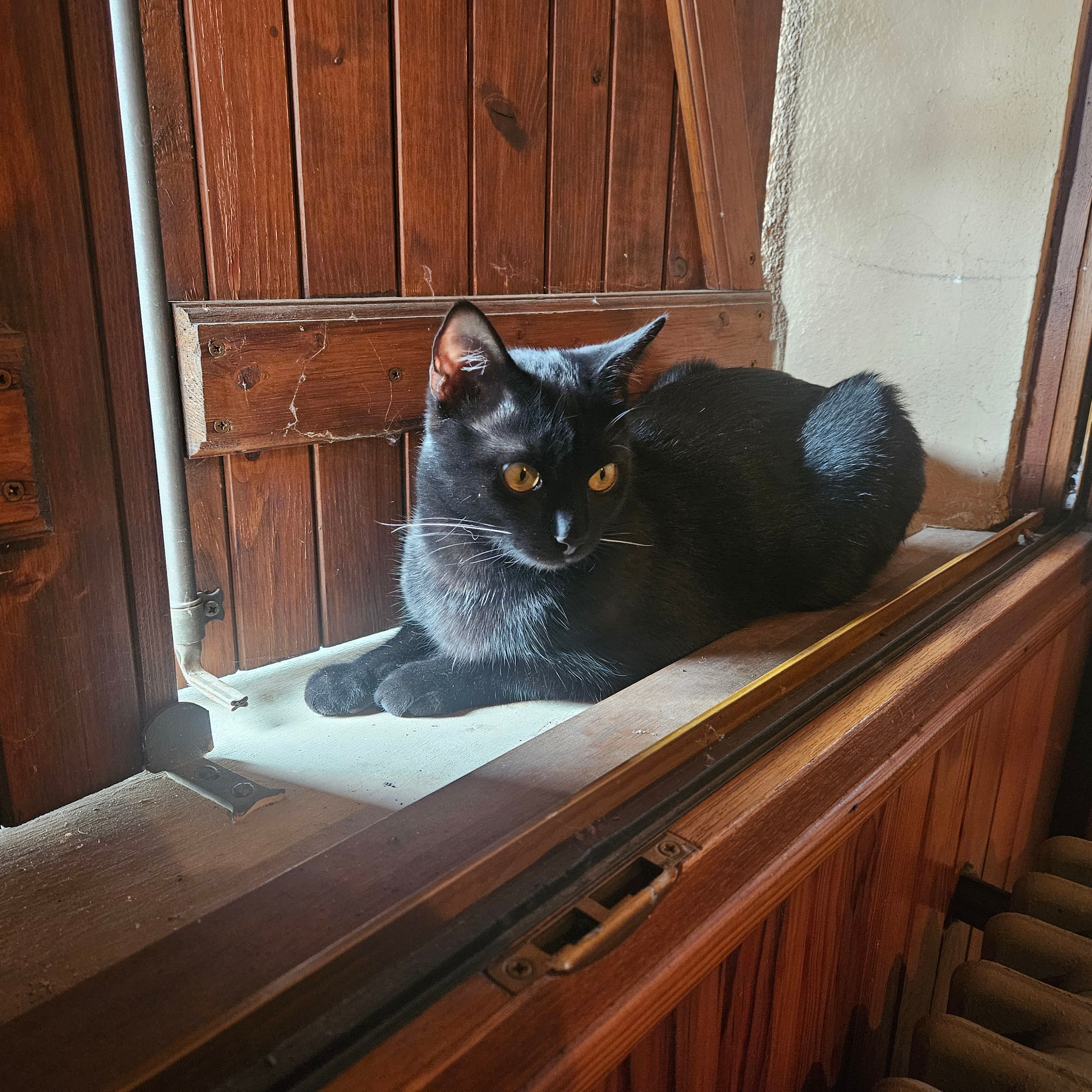 YANG - 74 Rue du Nanty, Thyez