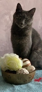 TCHITCHA  - 42B Chemin de la Grande Maison, Rosny-sur-Seine