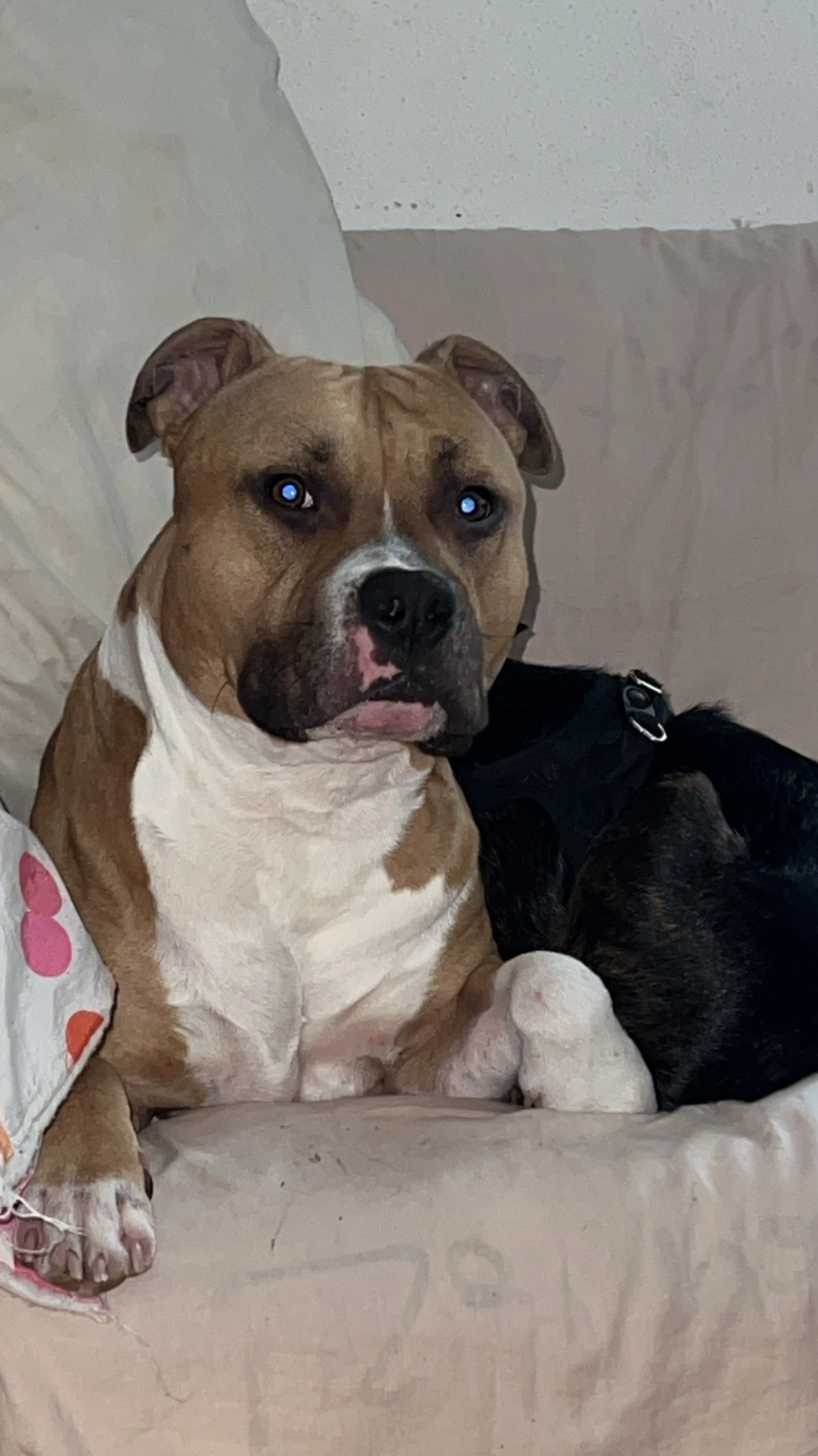 Django - Rue saint  Martin, Vierzon