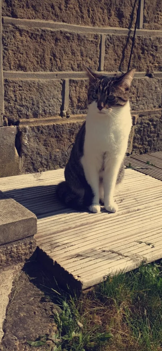 Sassy - Osprey Drive, Netherton, Huddersfield