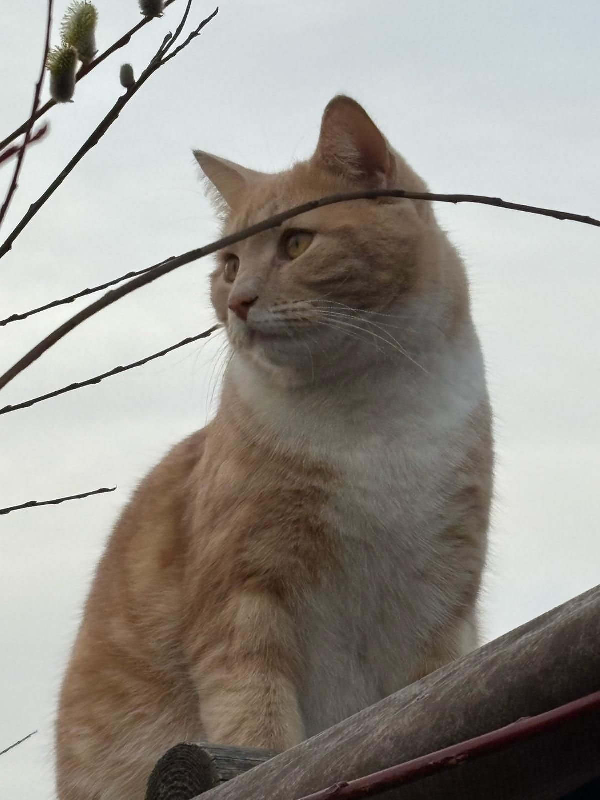 Sammy - Lehengasse, Weikendorf