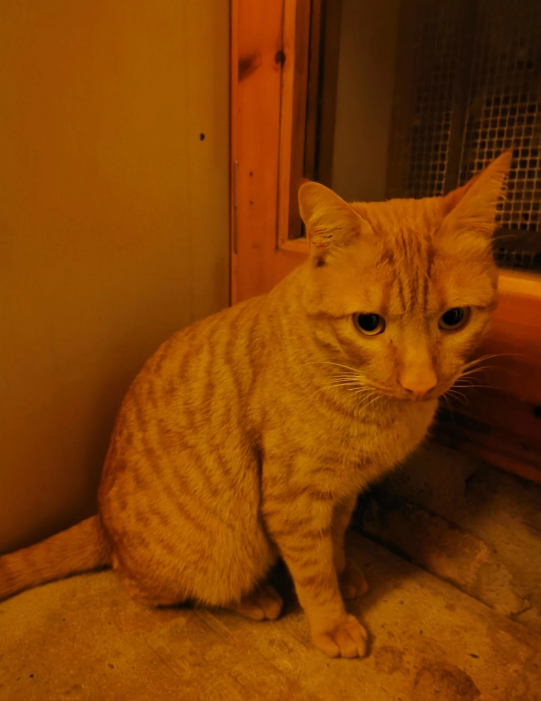 Wilson  - Carrer del Pedraforca, Olius