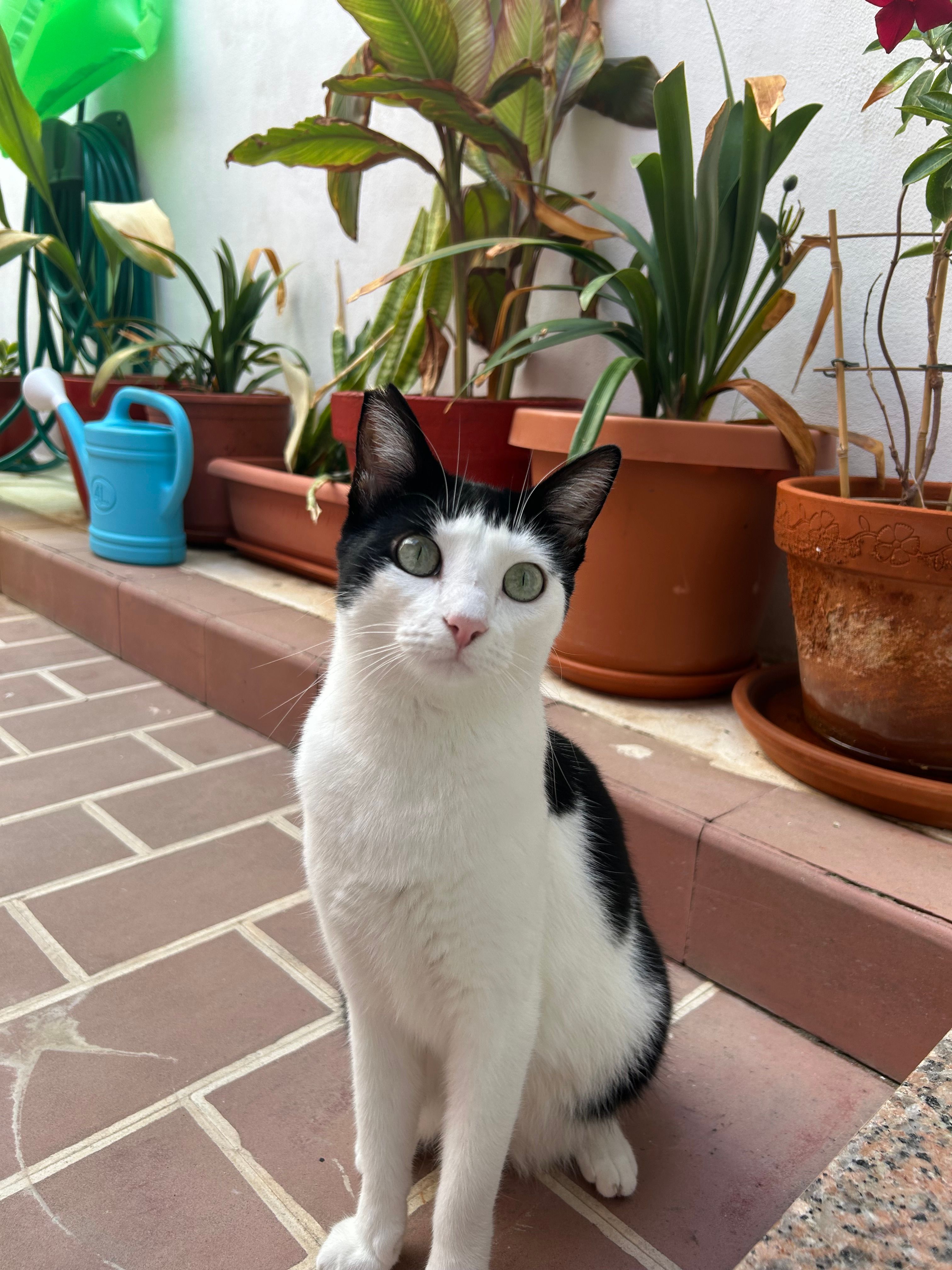 Emi  - Calle Cuestas, Arganda del Rey