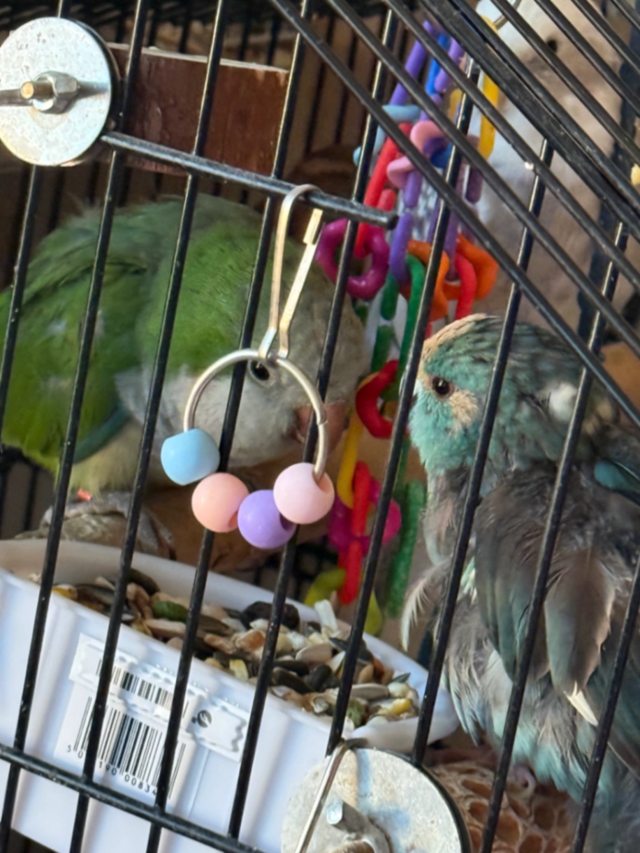 Piccolo - Cocksmead Croft, Birmingham