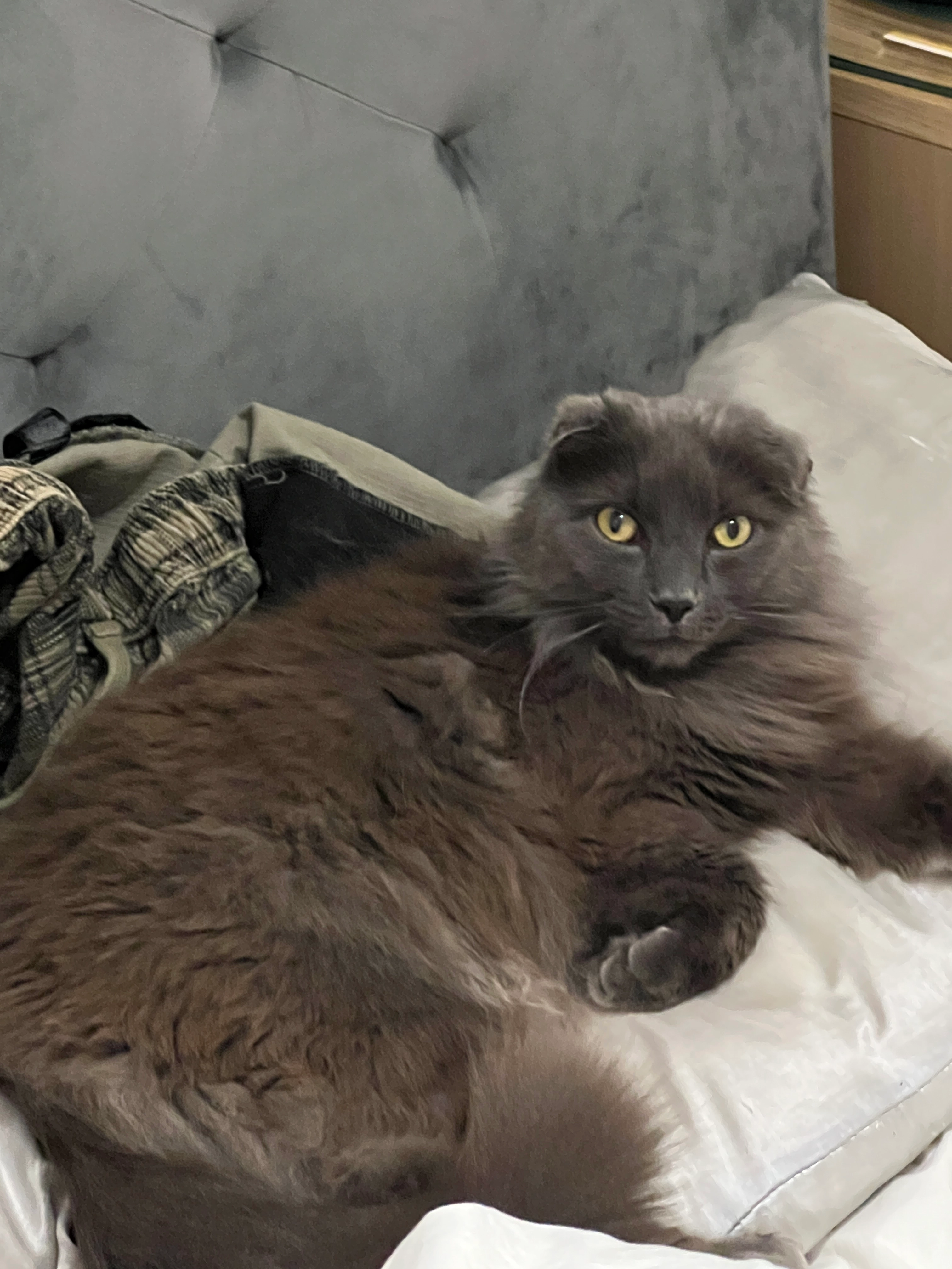 Kwagga - Medeswell, Peterborough