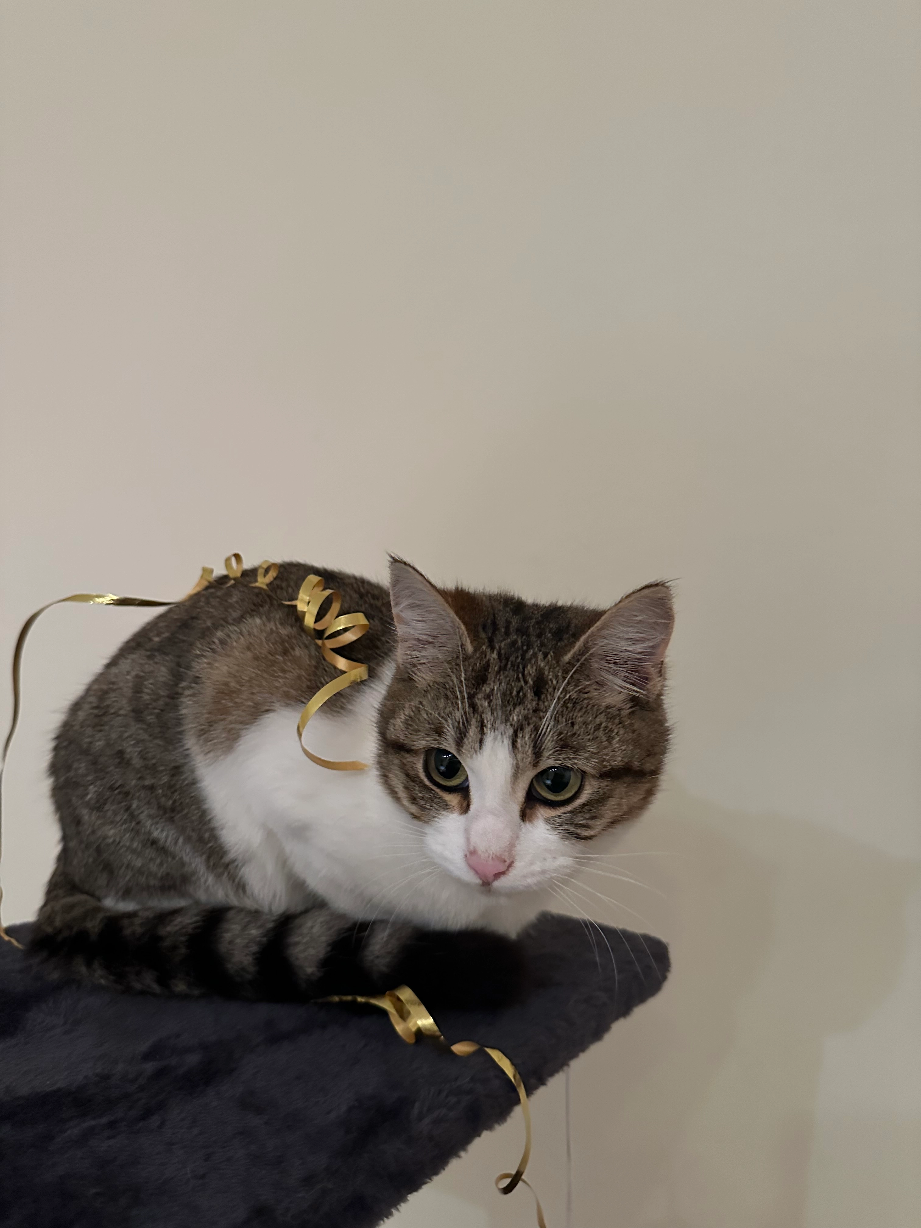 Vaya  - Rue André Maurois, Niort