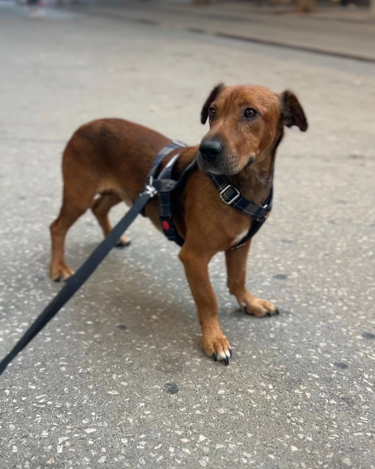 Kennet  - Calle de Fernando Pessoa, Barcelona