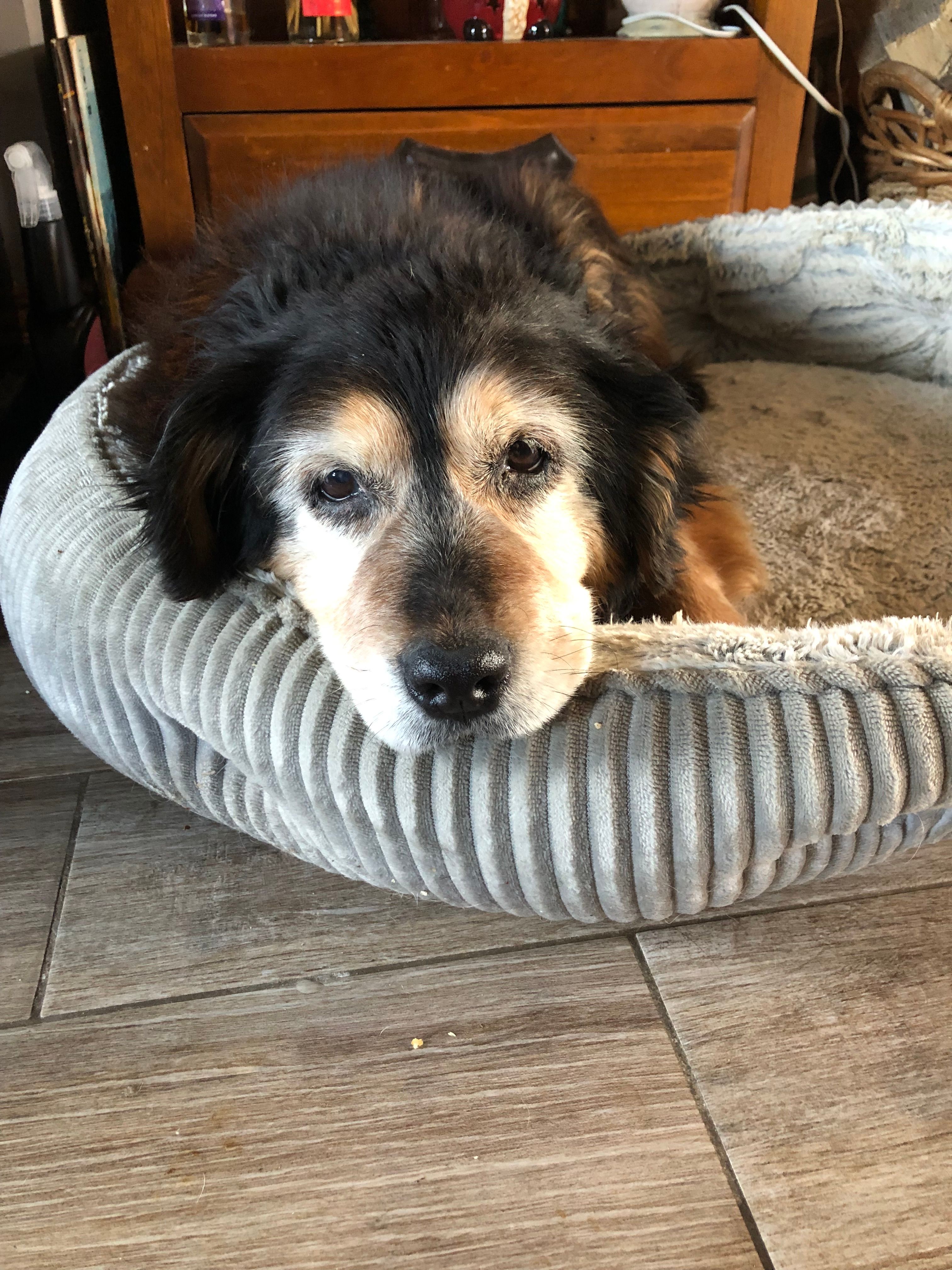 Coco - Ballynagalliagh Road, Tassagh