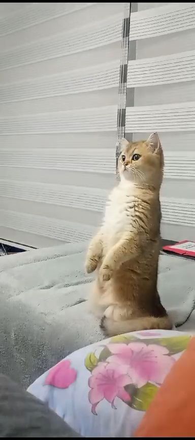 Tuti - Kakhaberi, Batoemi