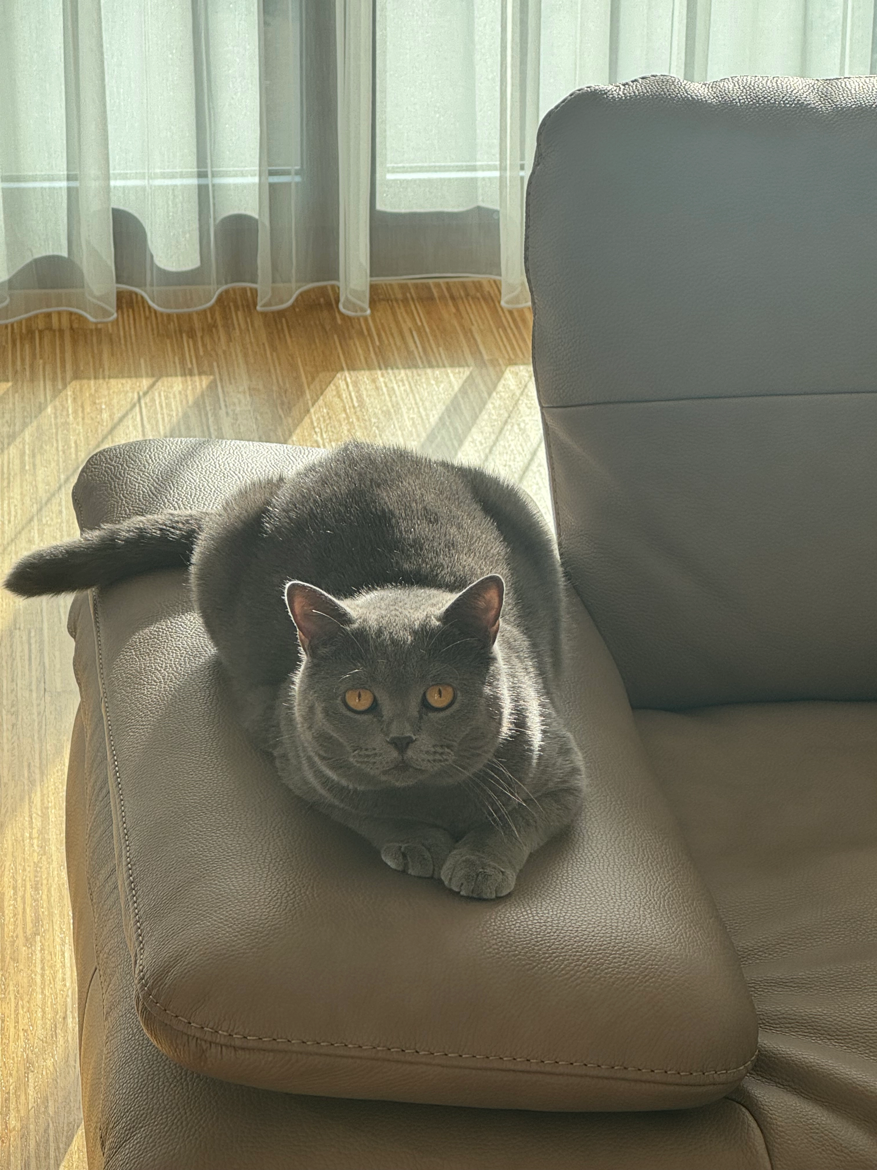 Damon - Sulzerallee 51, Winterthur